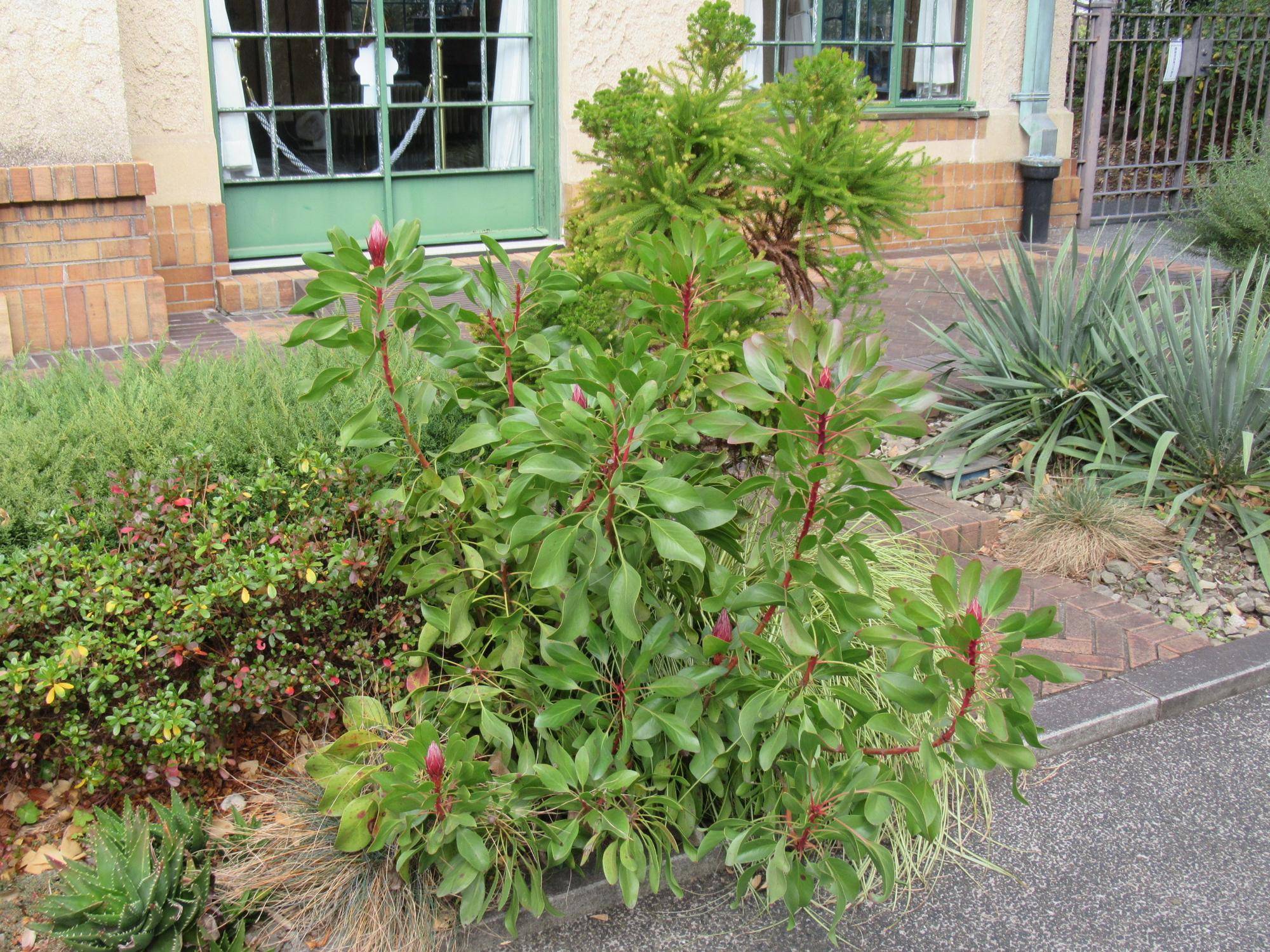 0112 冬のベーリックの庭園の様子（キングプロテア） (2).JPG