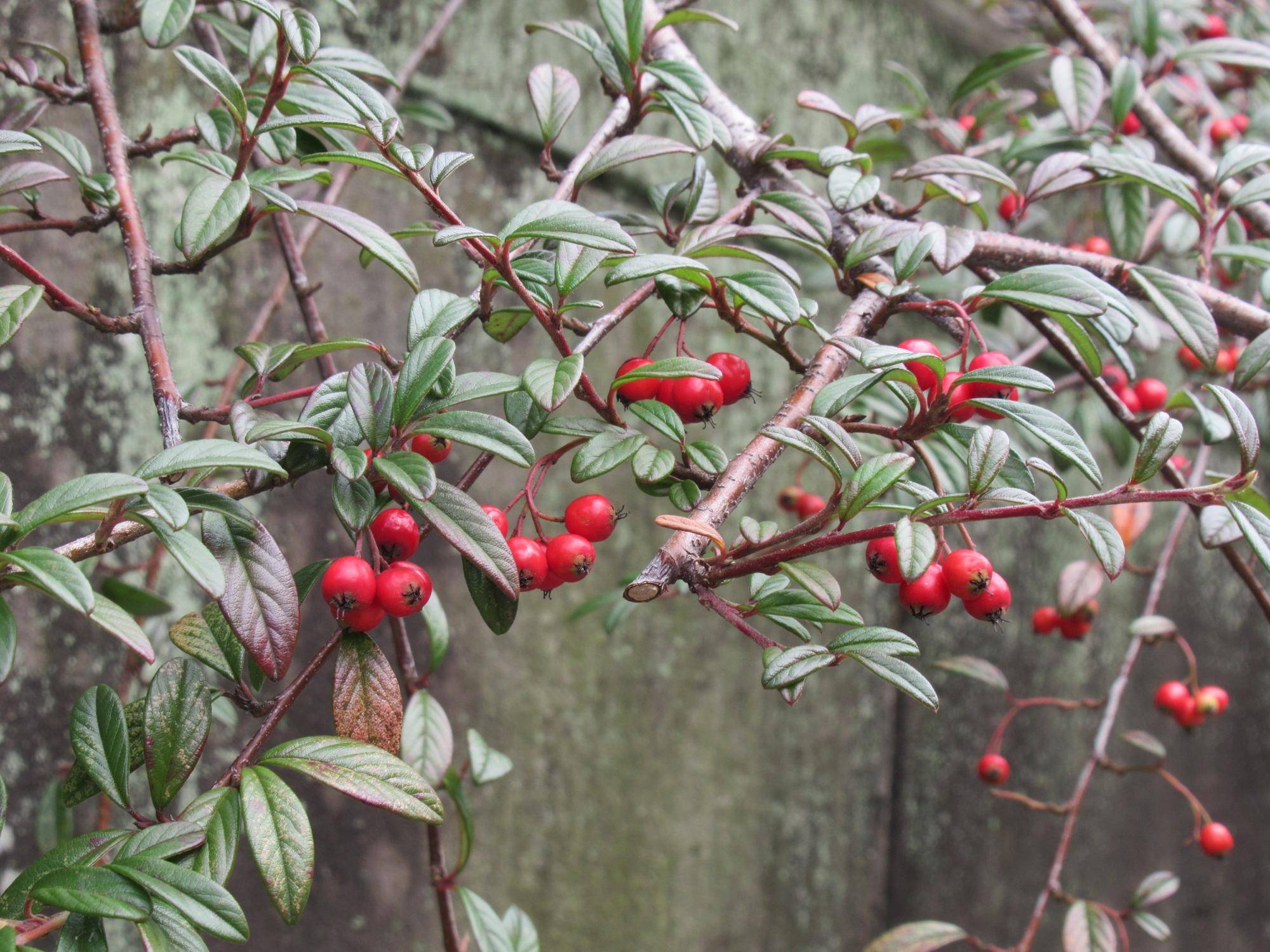 0112 冬のベーリックの庭園の様子（コトネアスター） (3).JPG