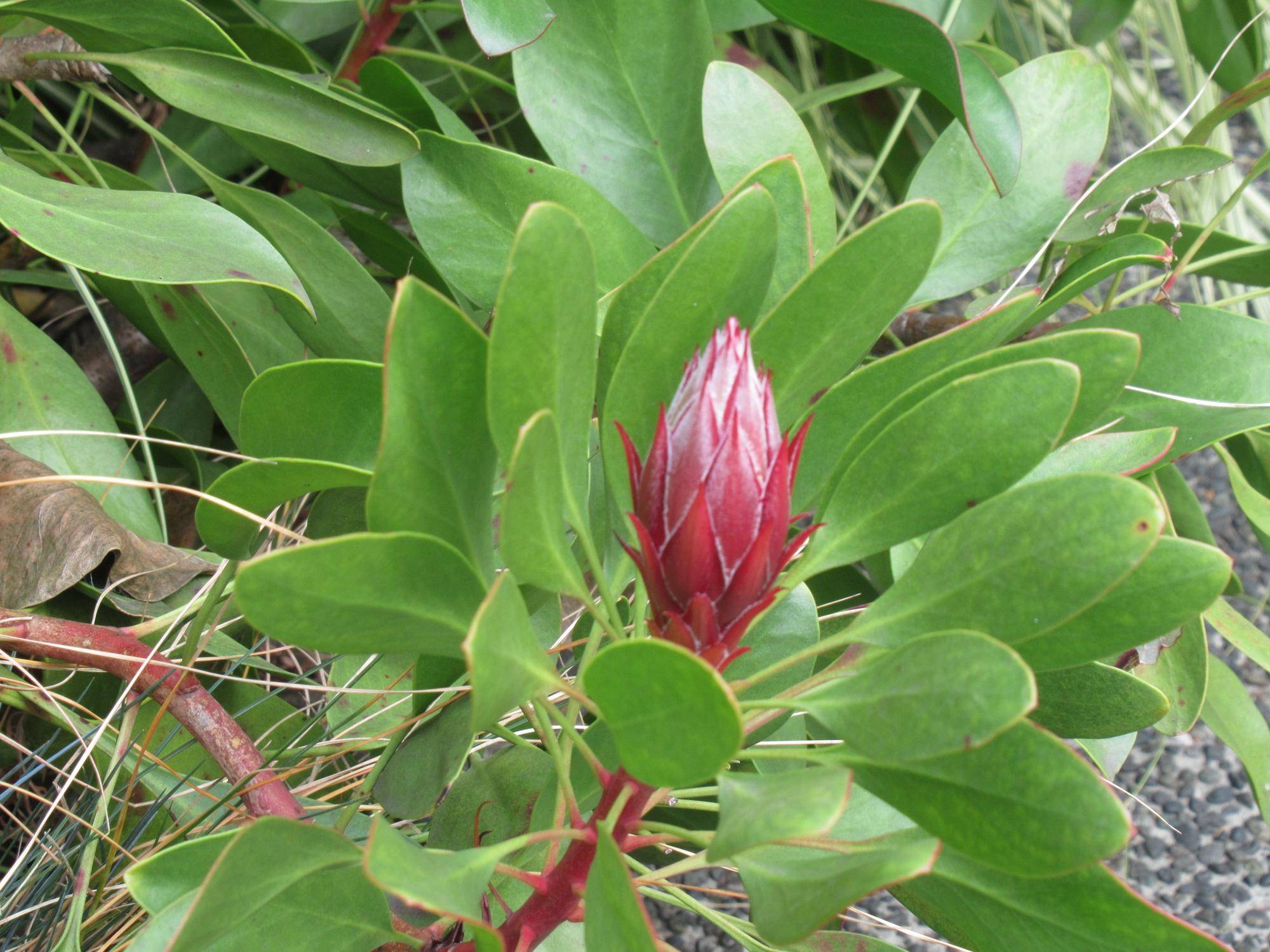 0112 冬のベーリックの庭園の様子（キングプロテア） (5).JPG