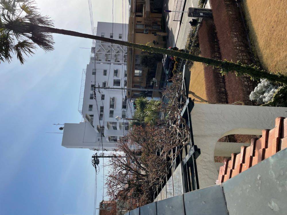 R5-1月藤棚剪定(山手111番館) (7).JPG