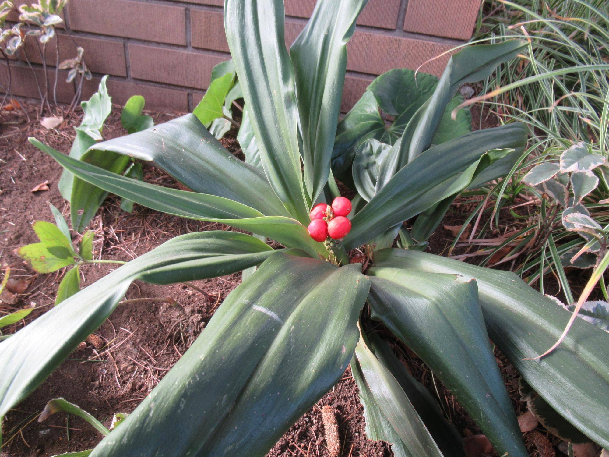 0112 冬のベーリックの庭園の様子（オモト） (1).JPG