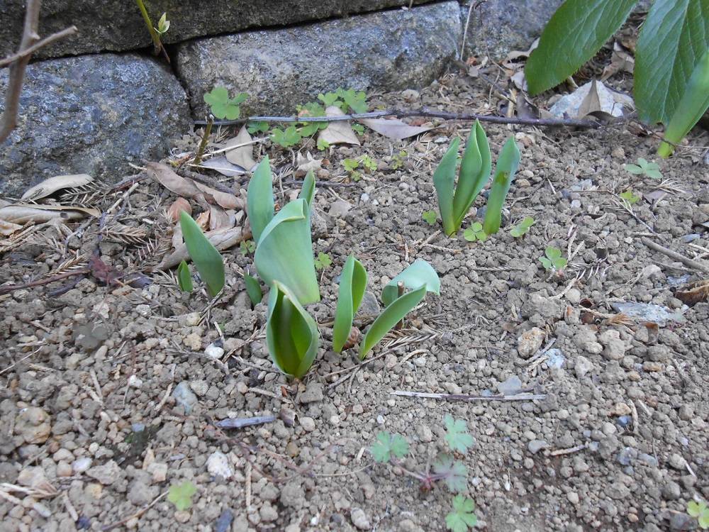 20230226山手111番館チューリップ芽3.JPG