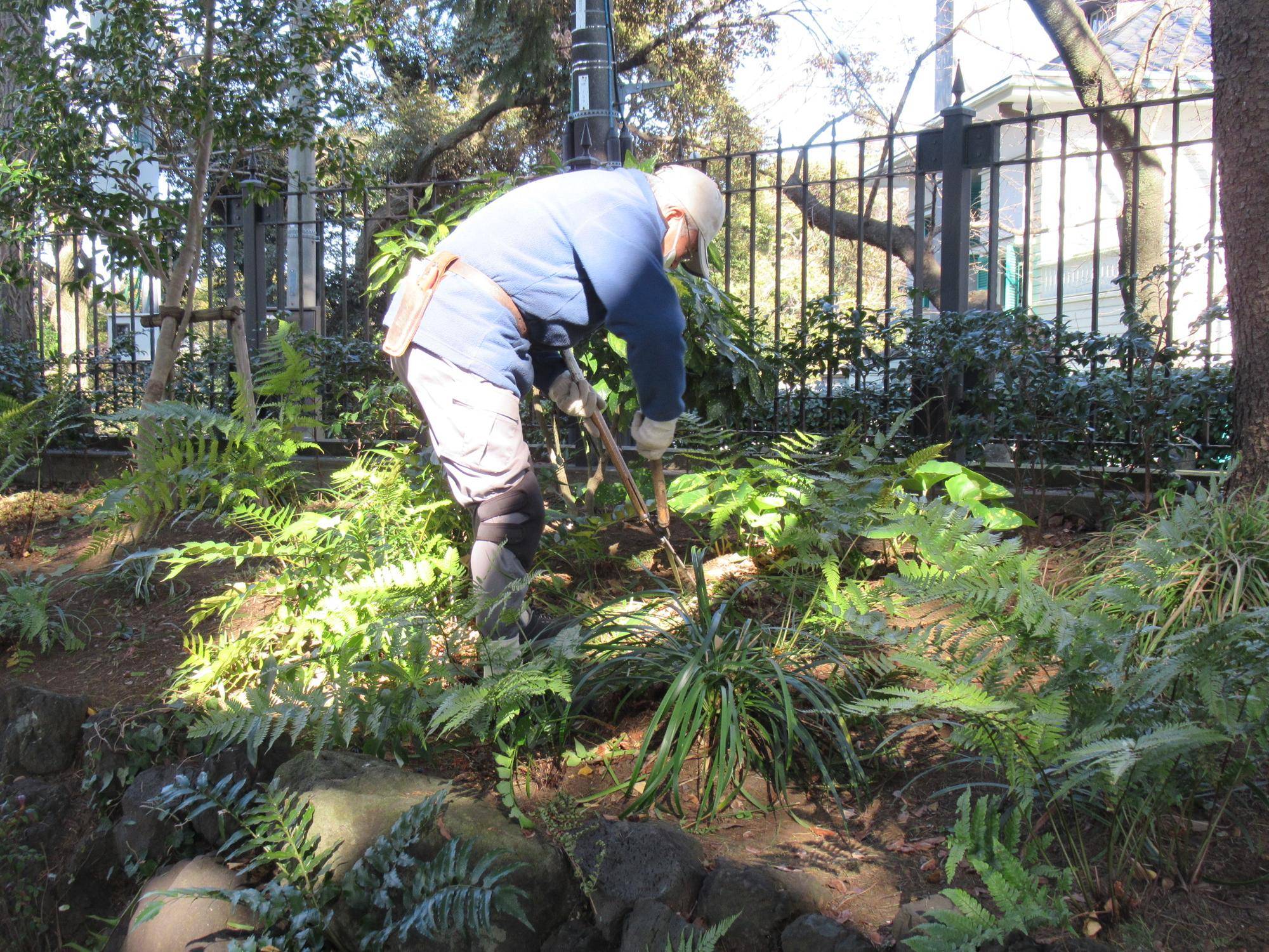 0205ヤブランの剪定 (2).JPG