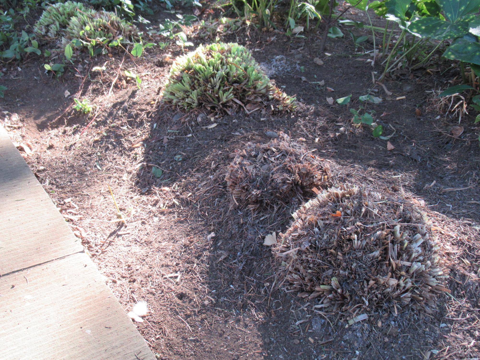 0205ヤブランの剪定 (3).JPG