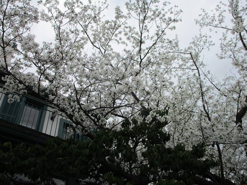 桜3.JPG