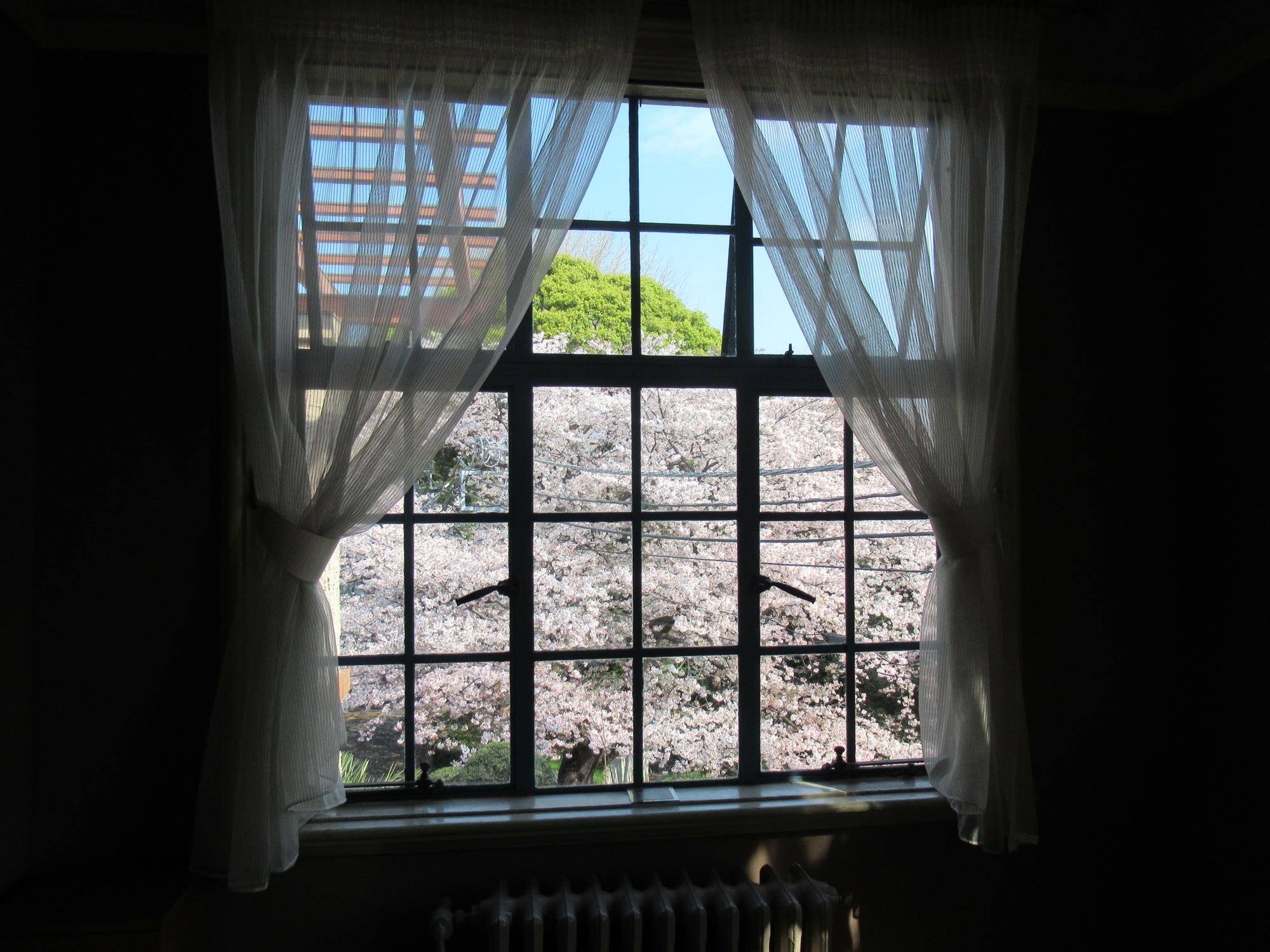 0330【ベーリック】オオシマザクラ (4).JPG