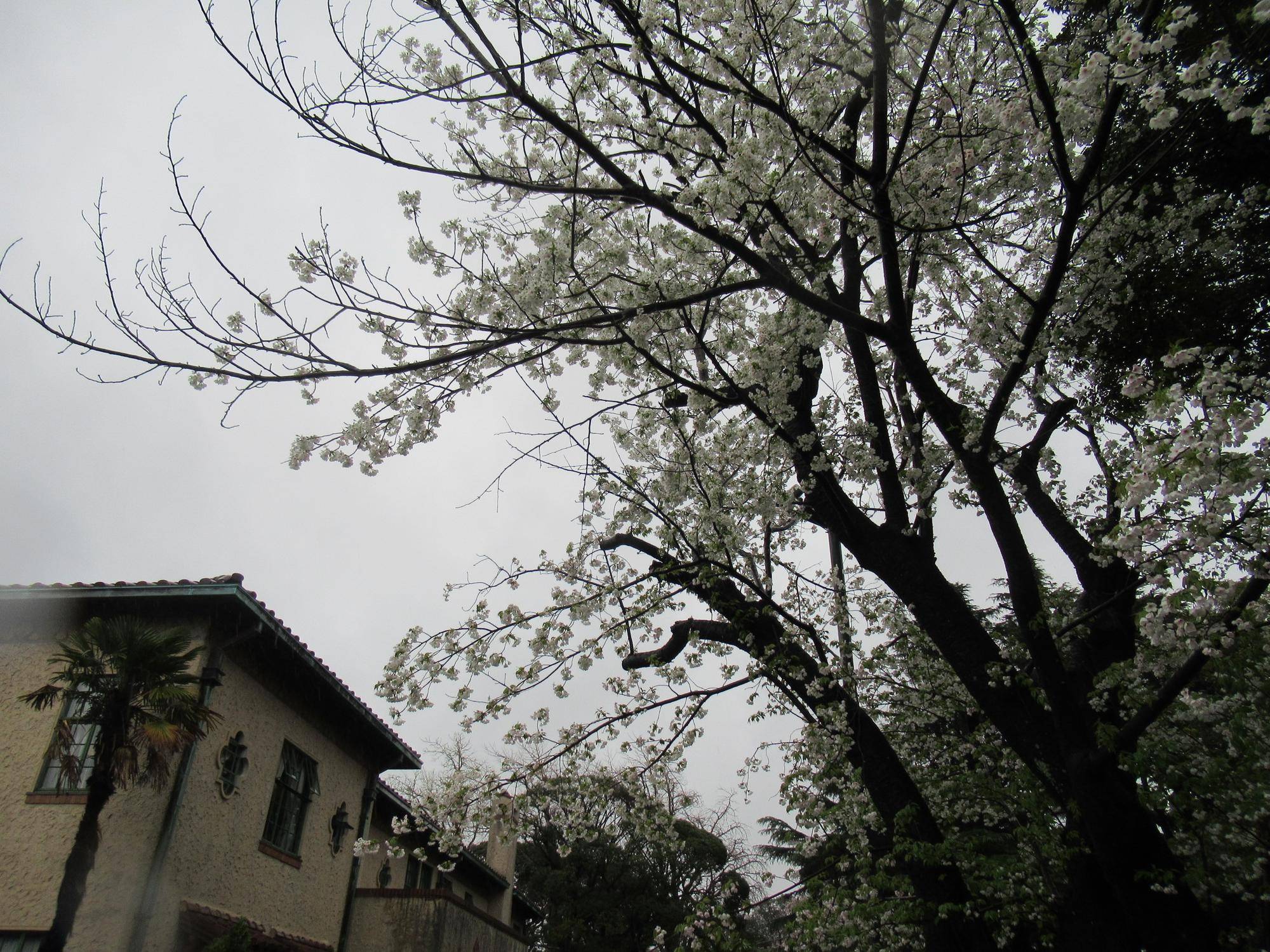 0325【ベーリック】オオシマザクラ (4).JPG