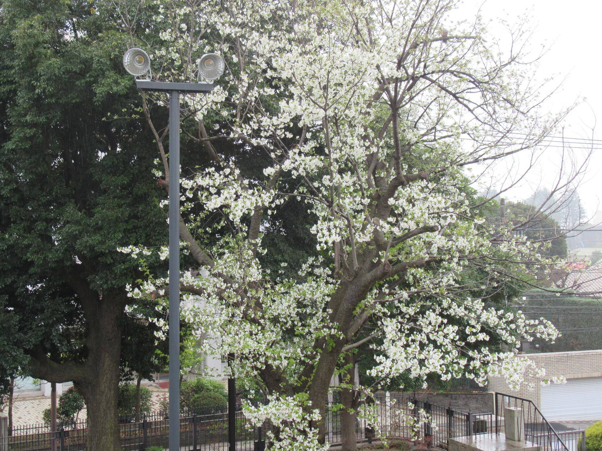 0323【ベーリック】オオシマザクラ (2).JPG