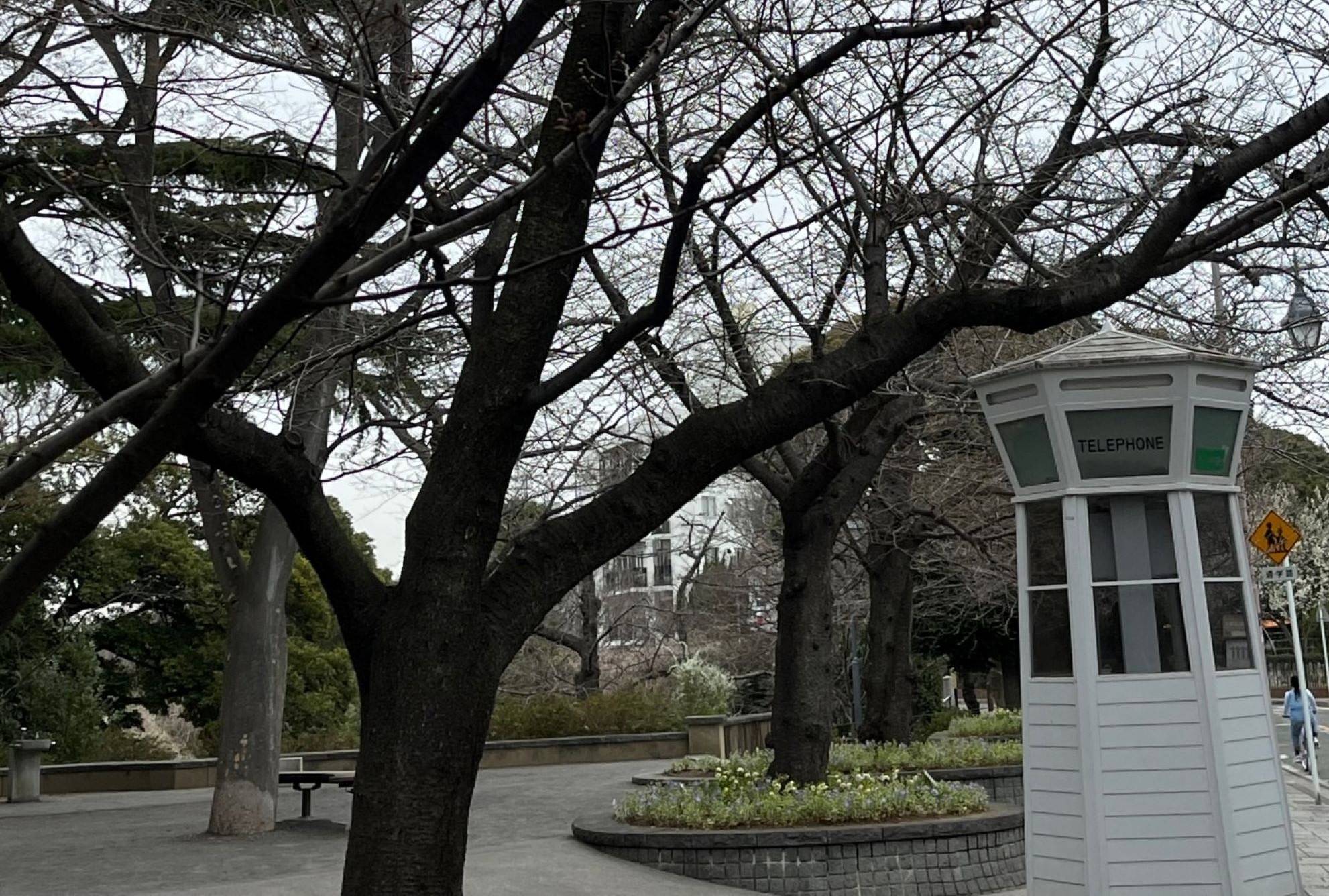 0312 _　山手234番館　桜ー３横.jpg