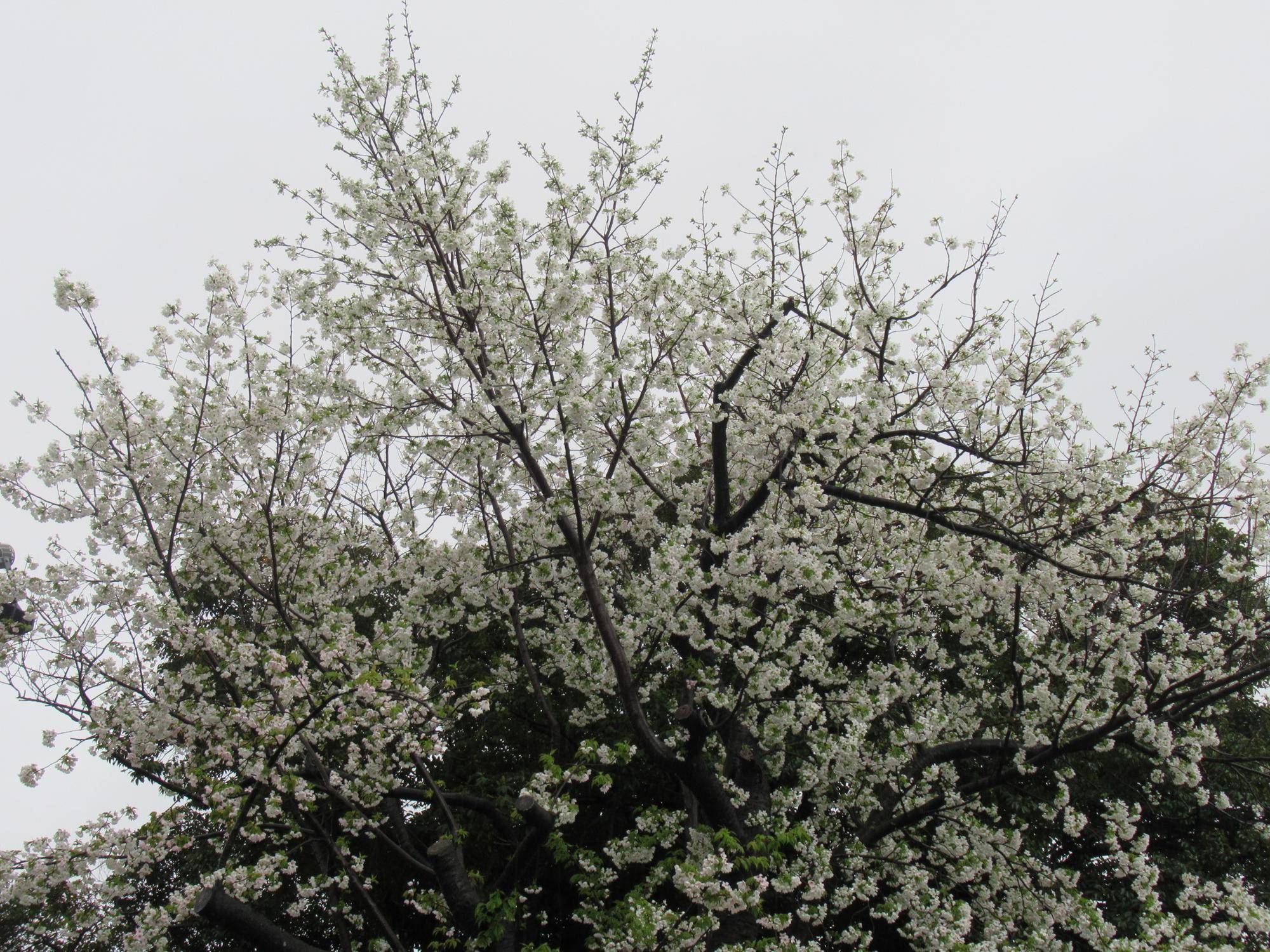 0325【ベーリック】オオシマザクラ (3).JPG