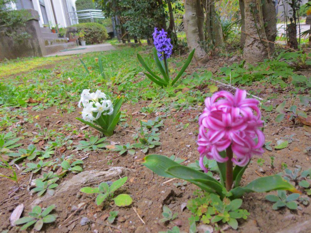 20230317ヒヤシンス三姉妹（イギリス館）.JPG