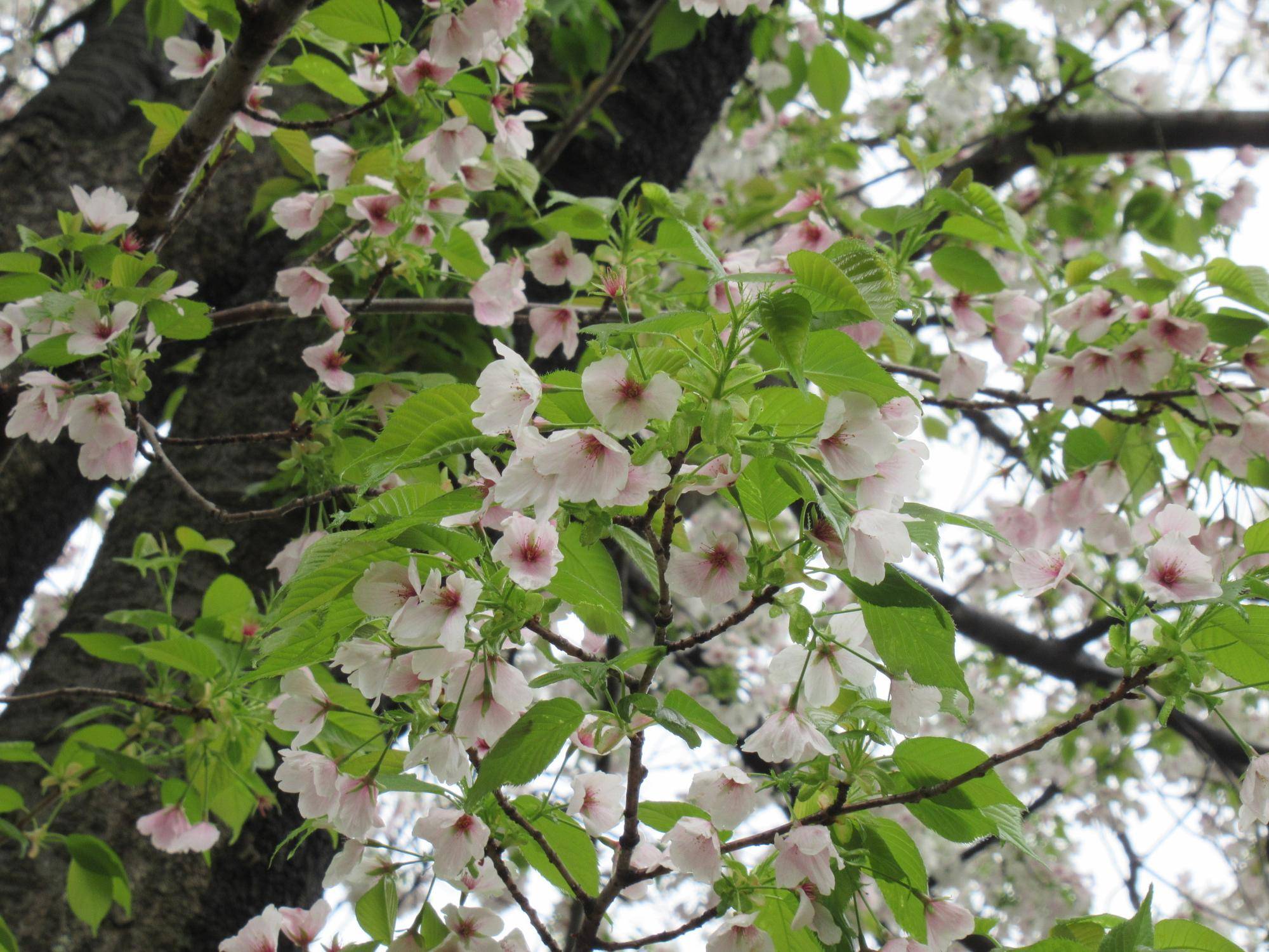 0328【ベーリック】オオシマザクラ(2) .JPG