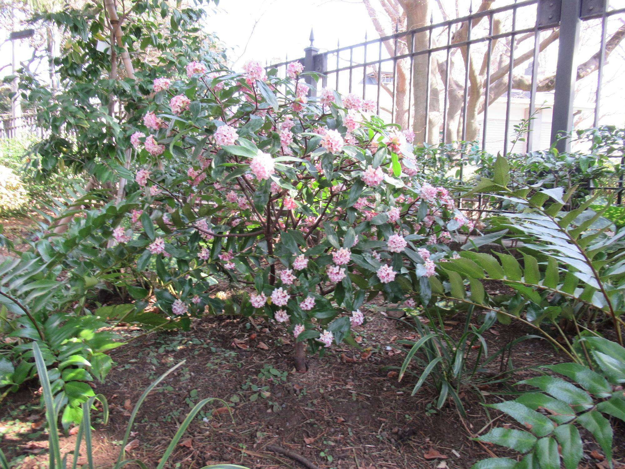 0311【ベーリック】 沈丁花 (3).JPG