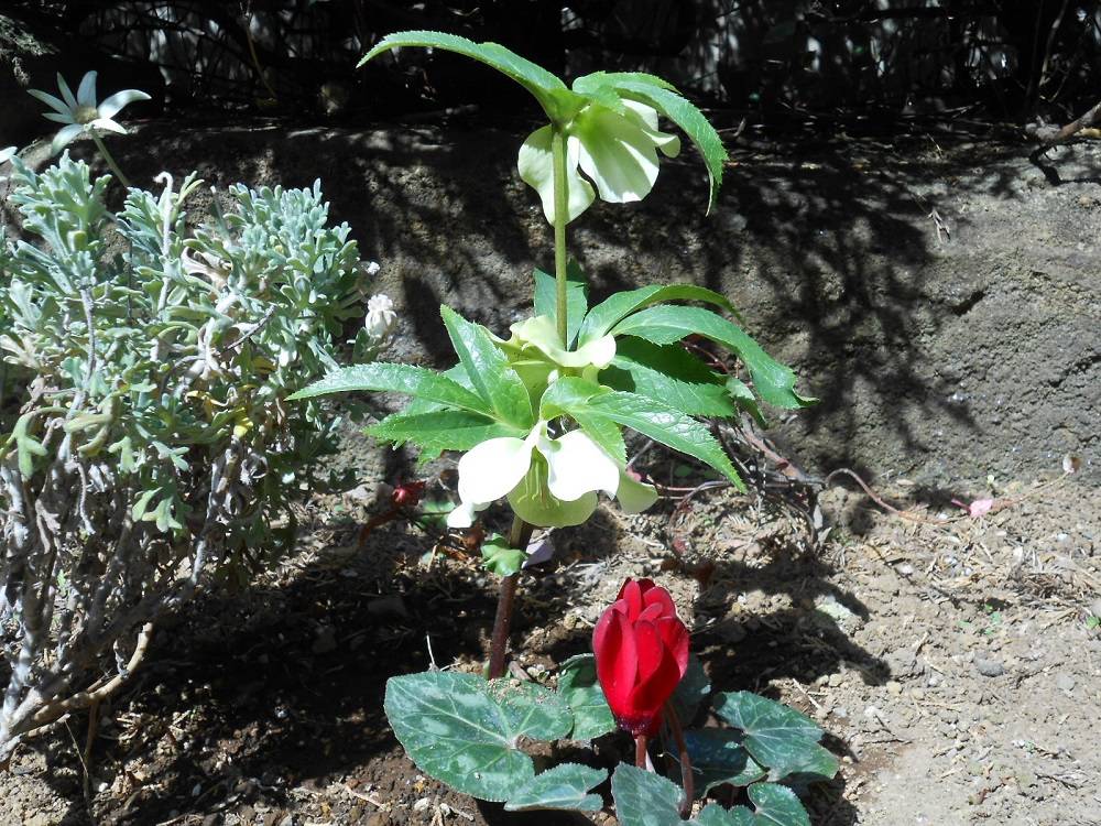 20230311山手111番館 クリスマスローズとシクラメン.JPG