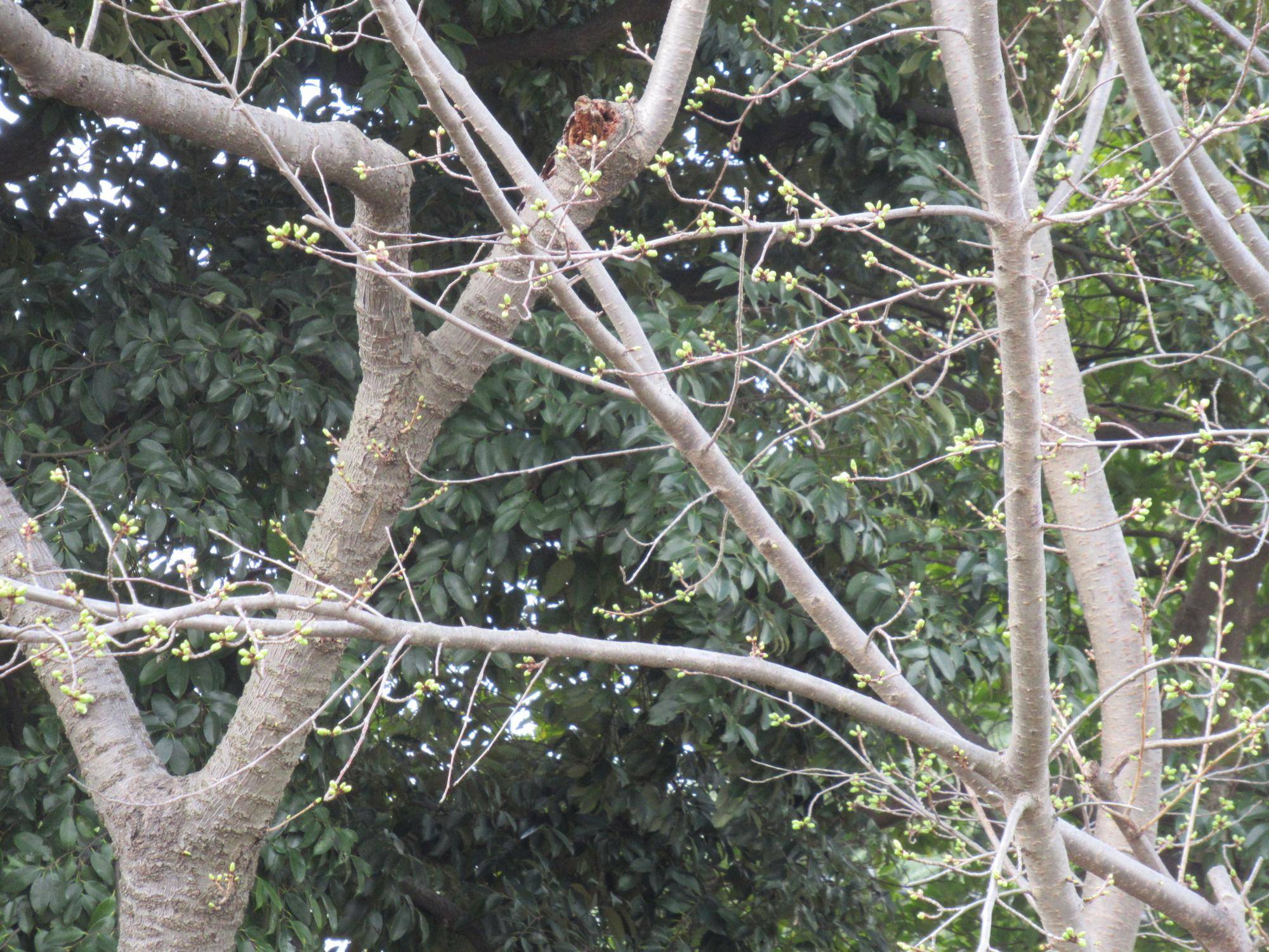 【ベーリック・ホール】0314 オオシマザクラ (2).JPG