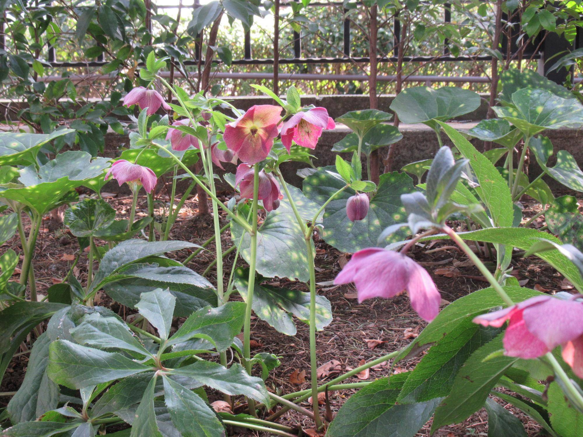 0311【ベーリック】 クリスマスローズ.JPG