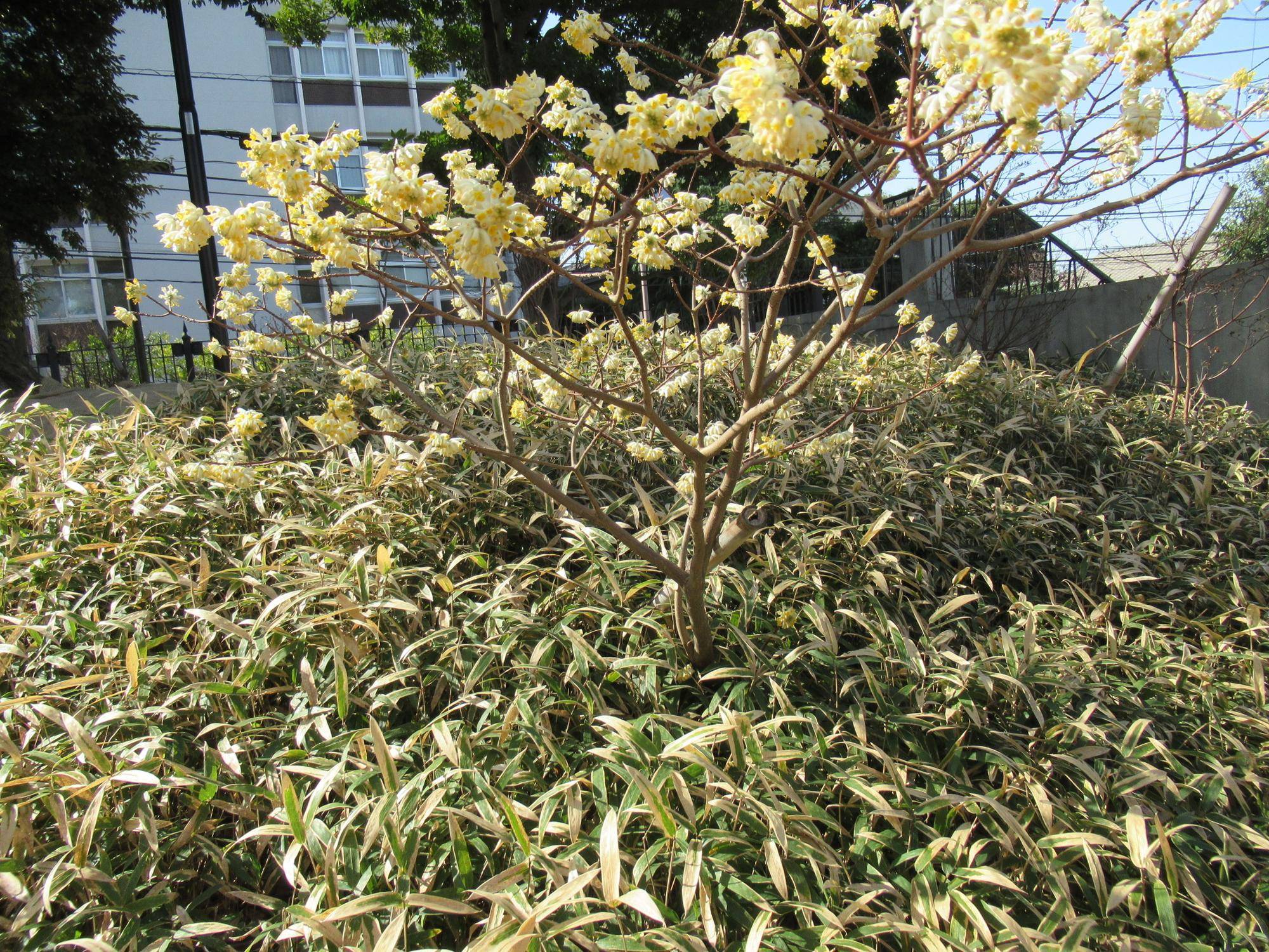 0311【ベーリック】 ミツマタ.JPG