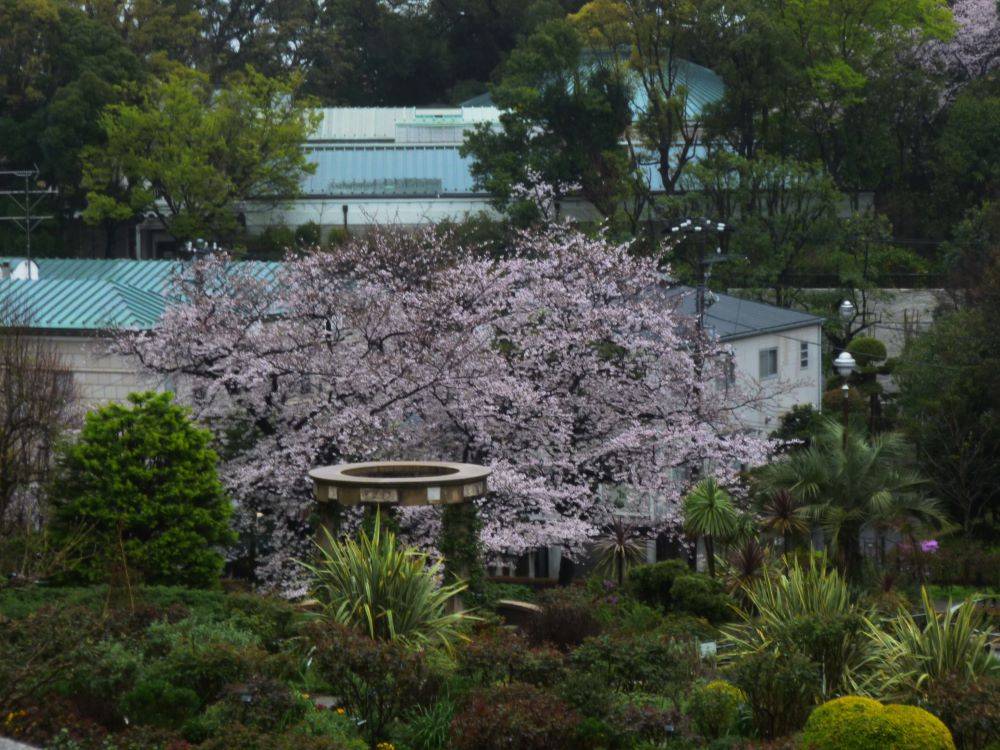 0325イギリス館サクラ②.JPG