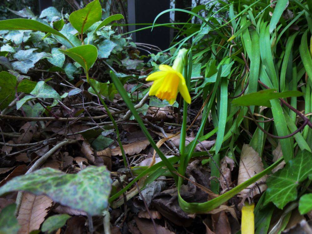 20230311.黄色いスイセン－ロ－タリ-(イギリス館).JPG
