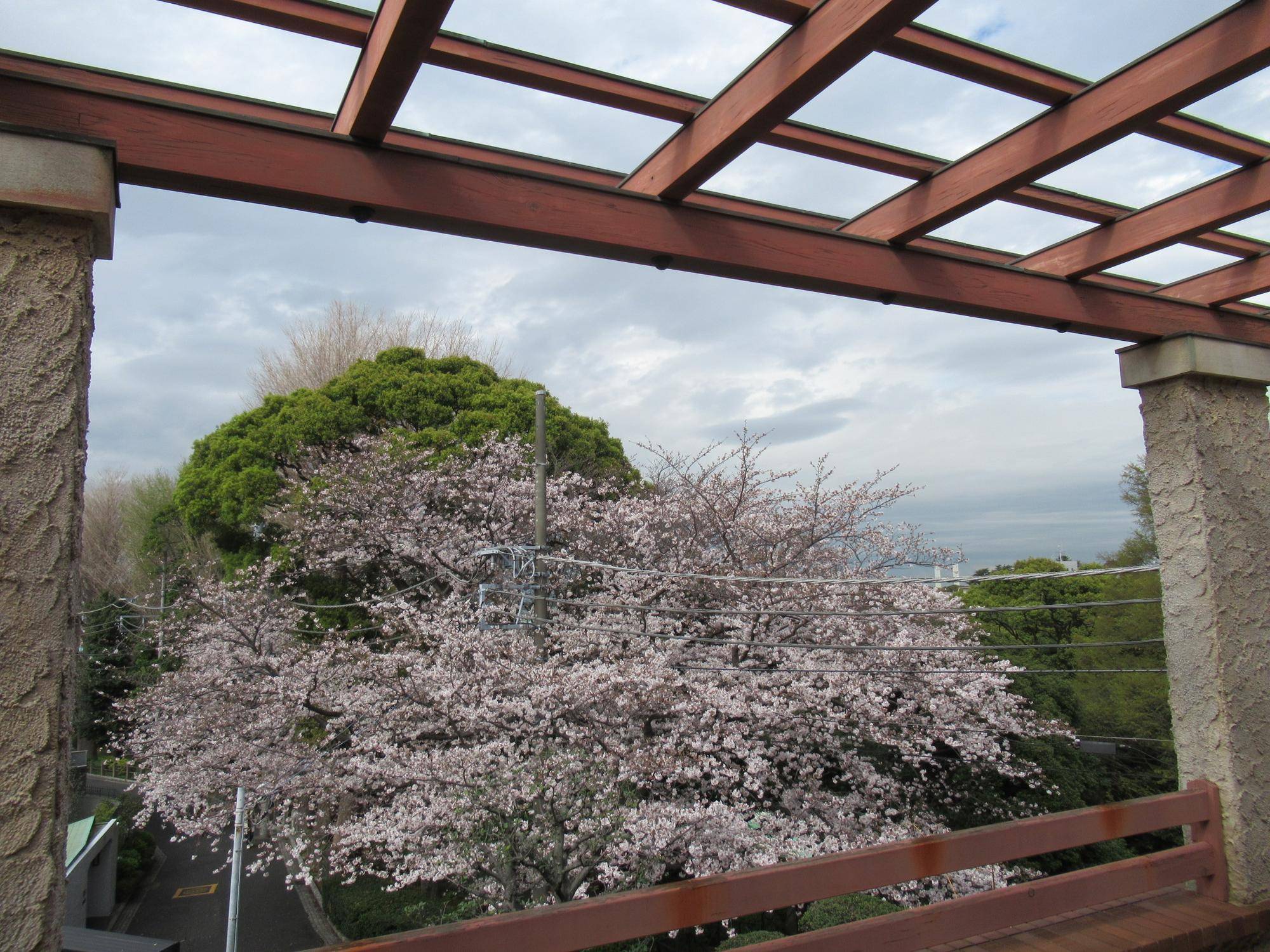 0323【ベーリック】サンポーチサクラ (2).JPG