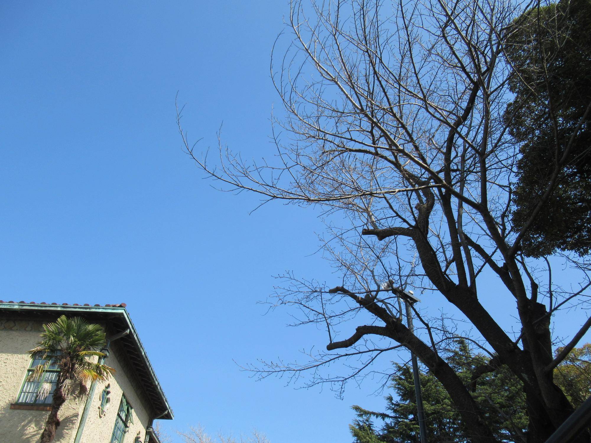 【ベーリック・ホール】0307 オオシマザクラ (1).JPG