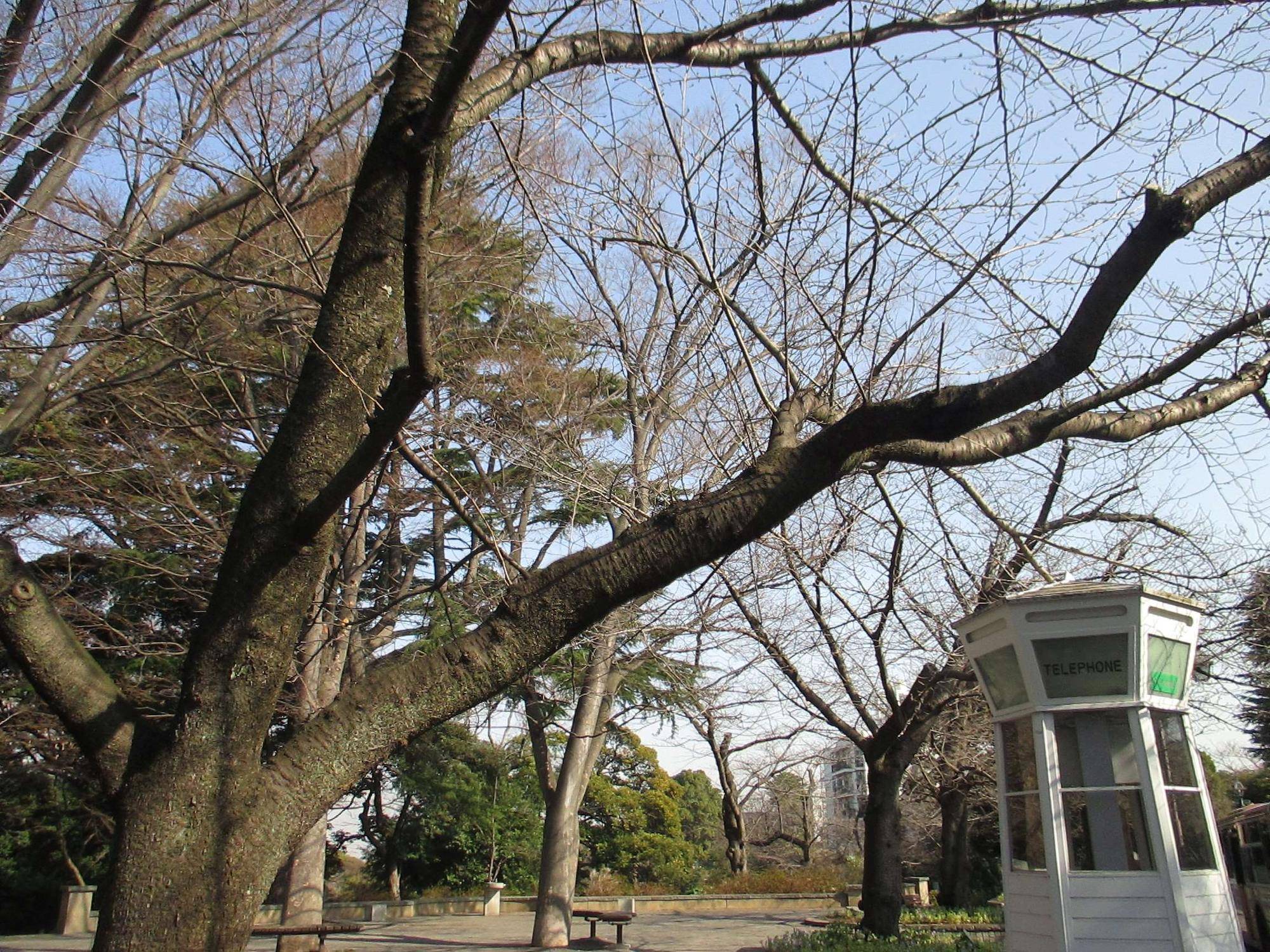 ②0308 234 伸びやかな枝.JPG