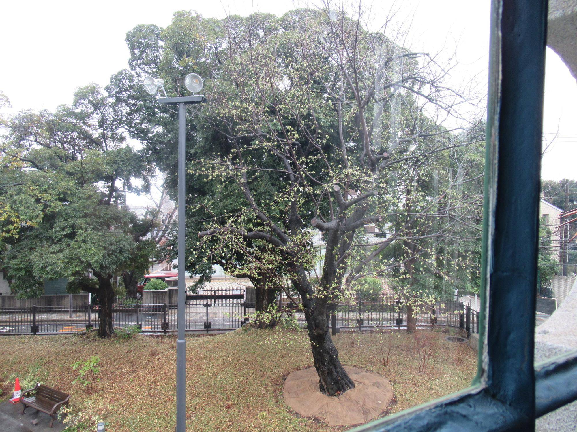 【ベーリック・ホール】0318 オオシマザクラ (1).JPG