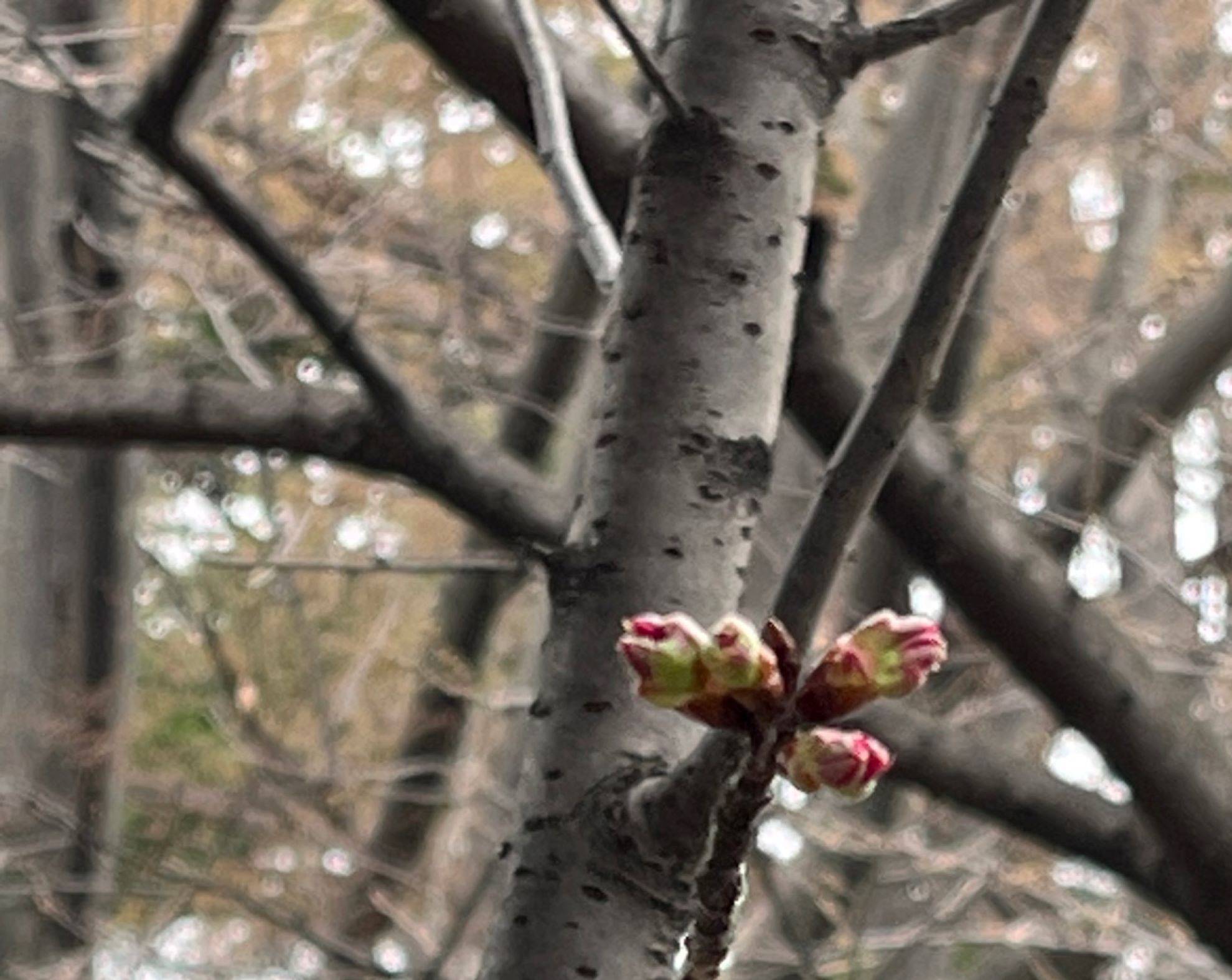 0312 ①　山手234番館　桜ー１横.jpg