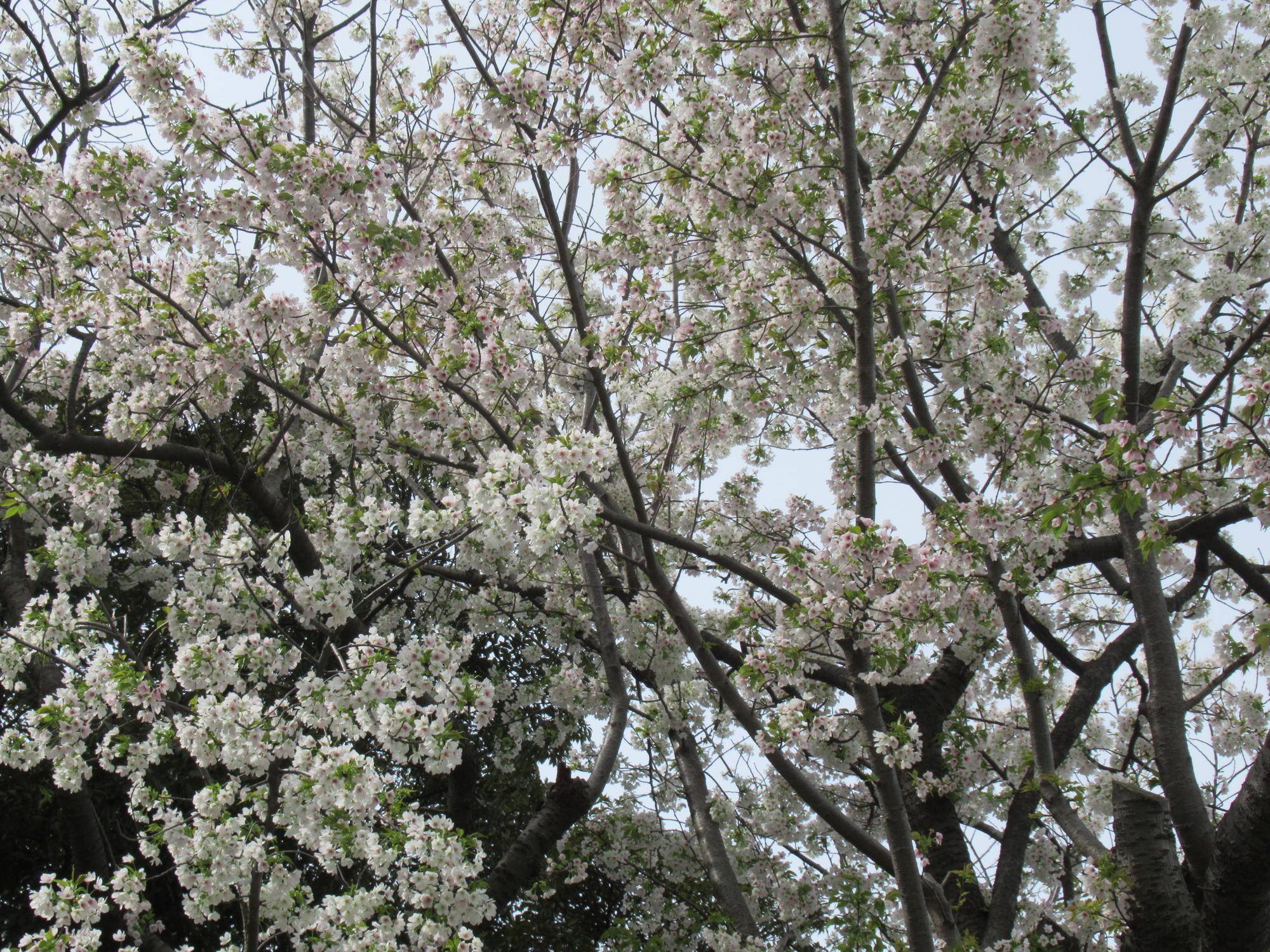 0327【ベーリック】オオシマザクラ (2).JPG