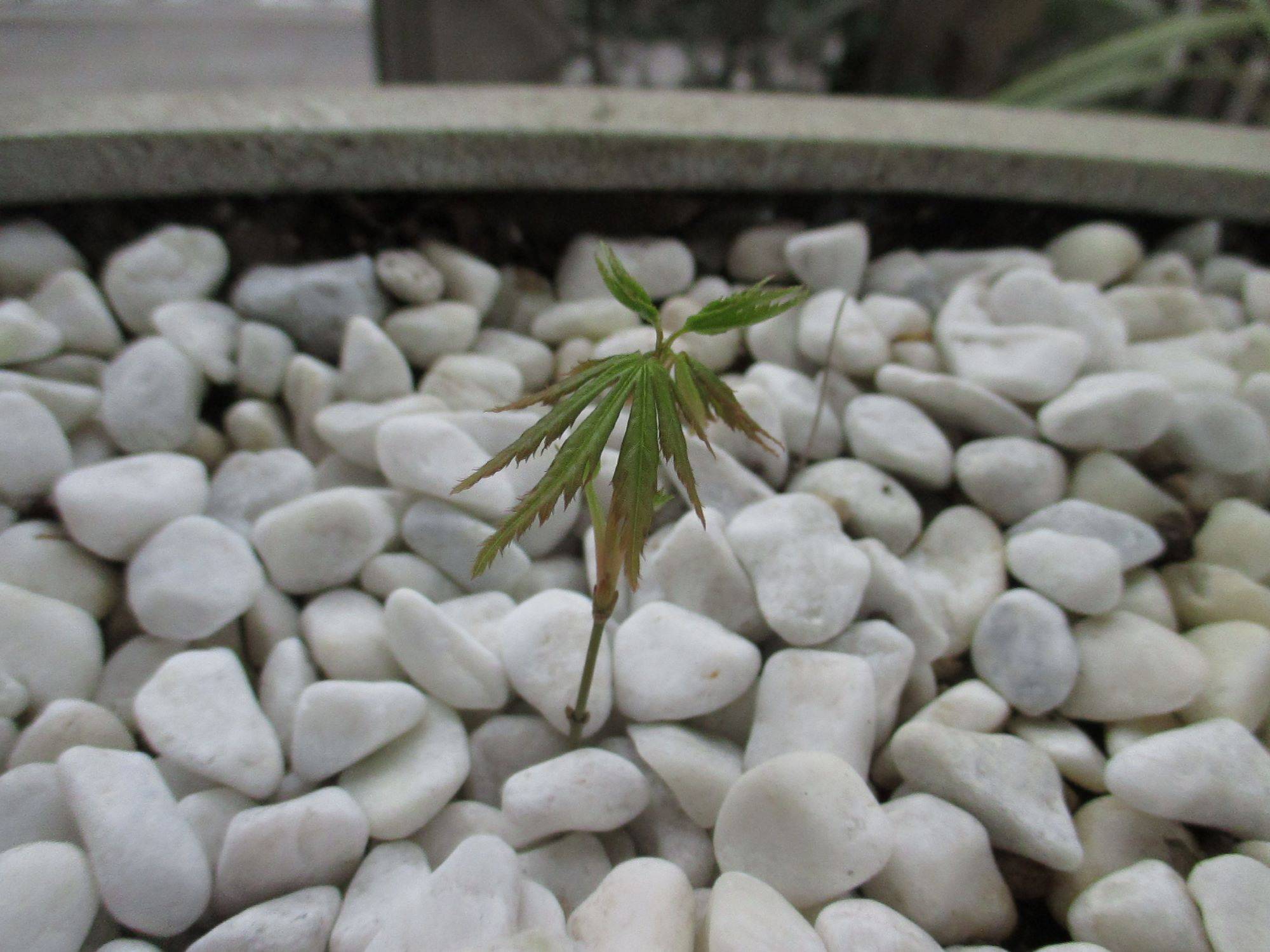 0313①山手234番館・モミジの新芽 入口脇.JPG