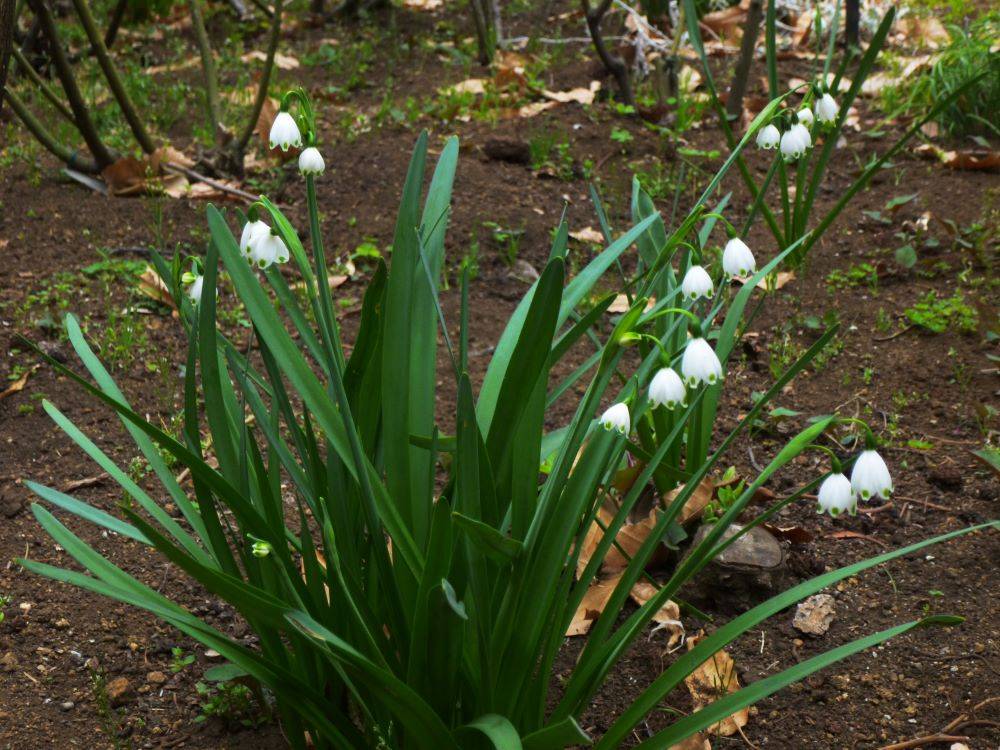 20230317スノードロップ（イギリス館） (1).JPG