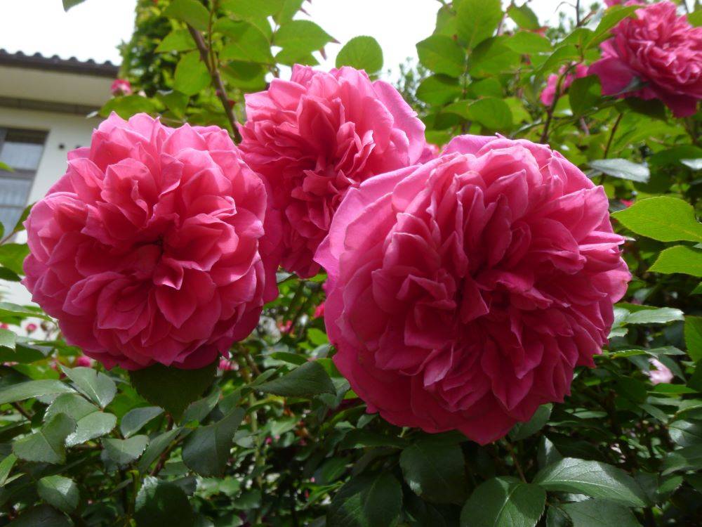 0429 サントリーナ(イギリス館)-2.JPG