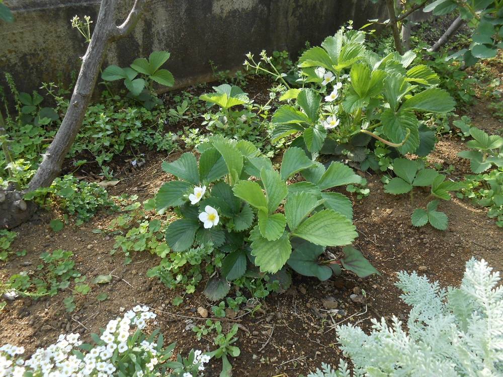 20230402山手111番館 2_ワイルドストロベリー.JPG