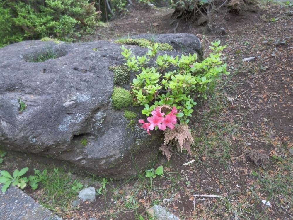 ③0408-岩に根付いたツツジ(イギリス館).jpg