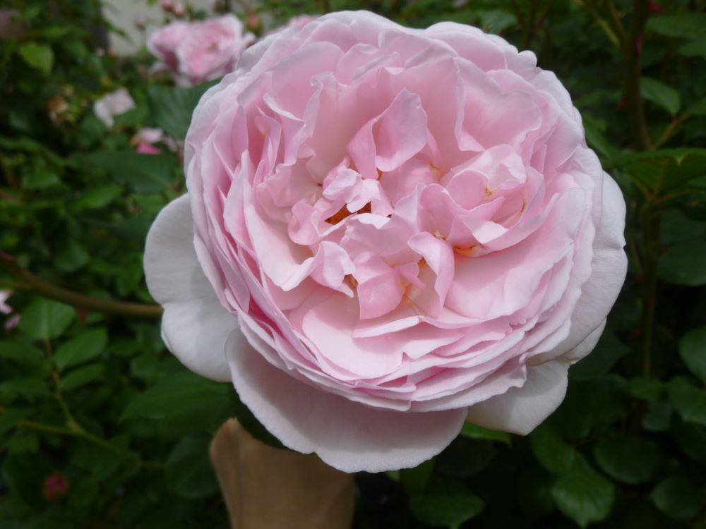 0429 セントエセルブルガ(イギリス館)-1.JPG