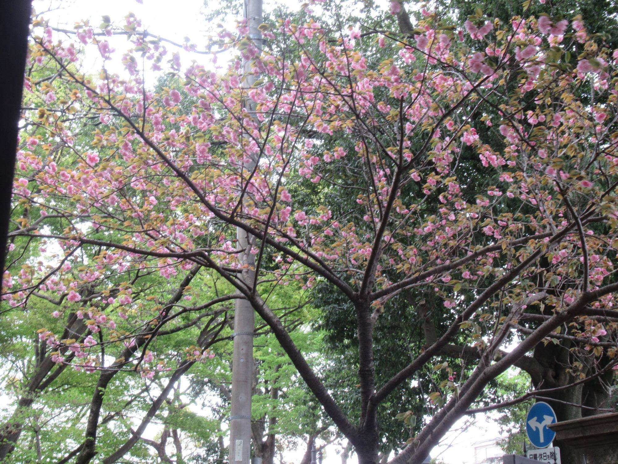 0407【ベーリック】 ヤエザクラ.JPG