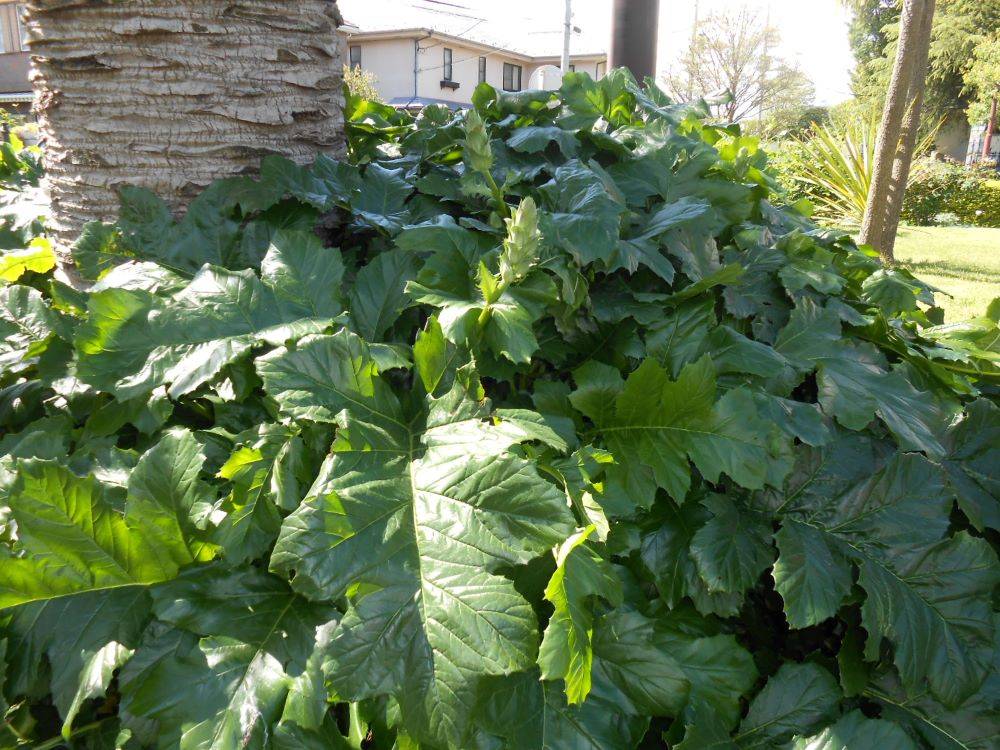 R5-4月16日アカンサス(111番館) (2).JPG