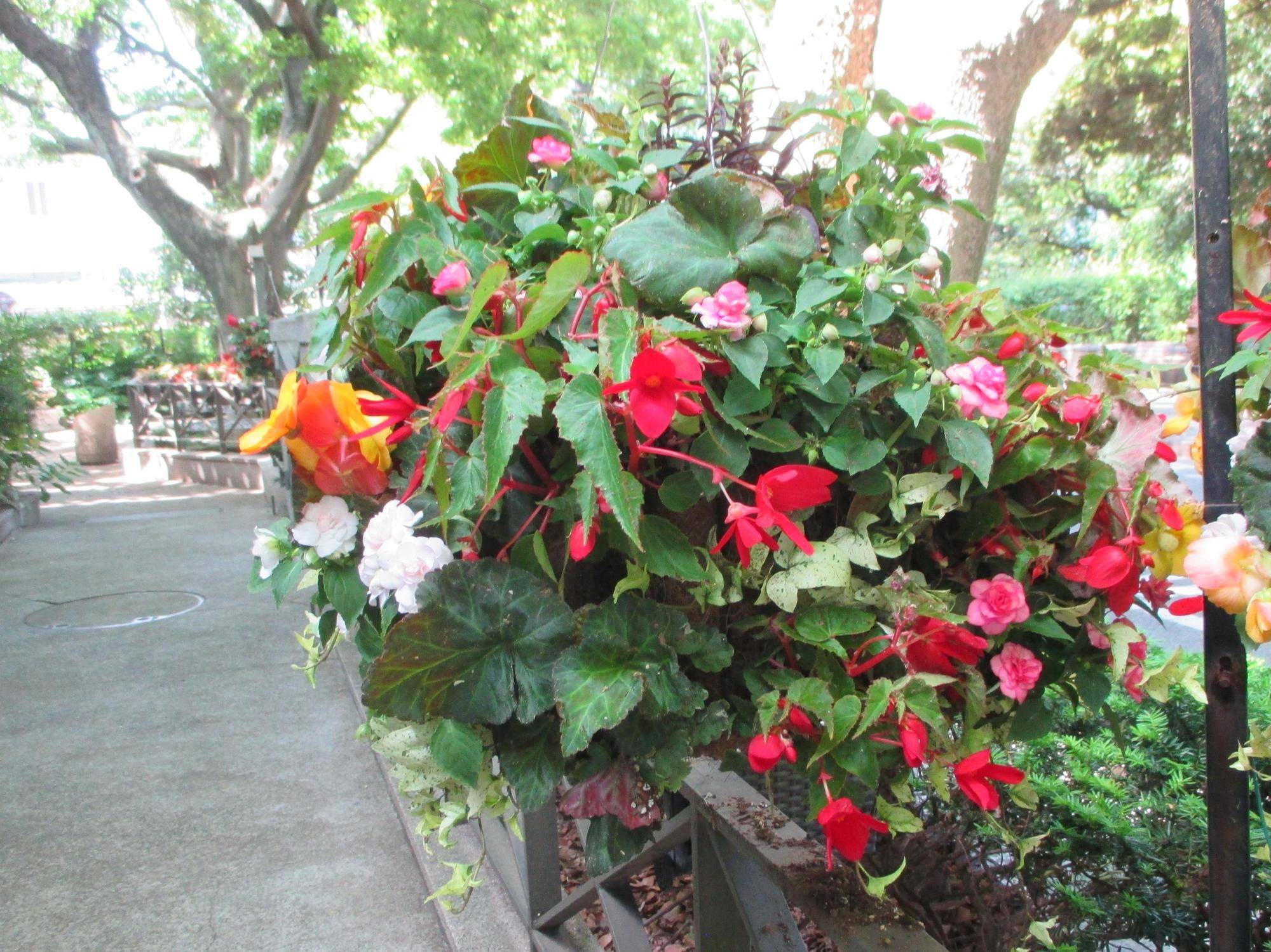 0428 234 ②ハンギング.jpg