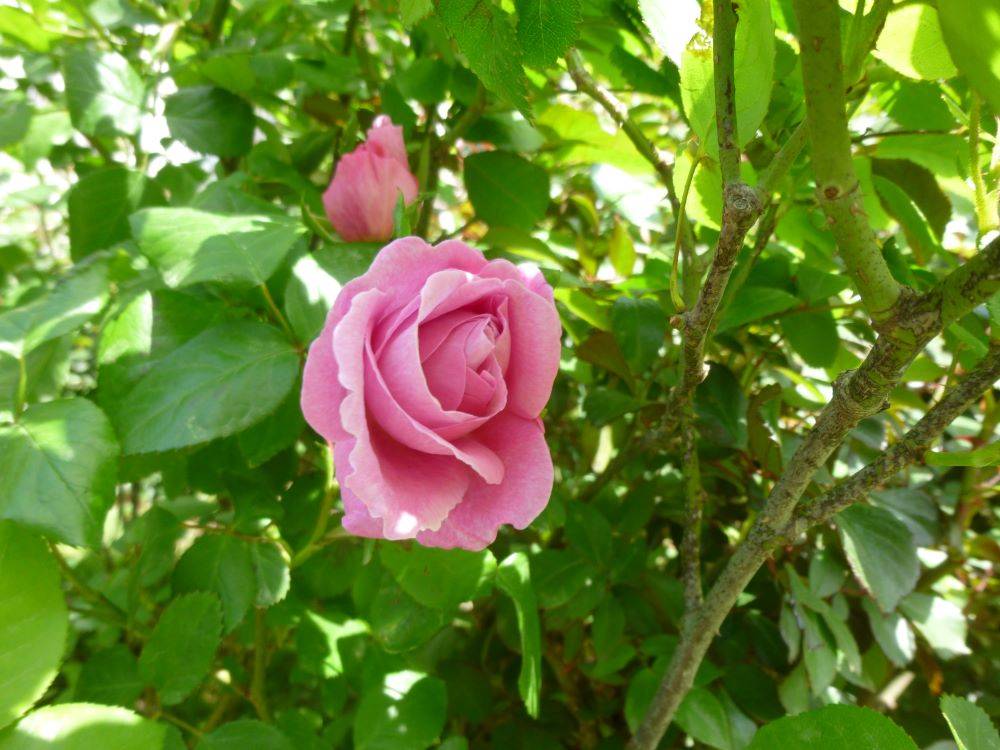 3692 外国切手 イギリス 1976年 バラの花 薔薇 4種完 - メルカリ