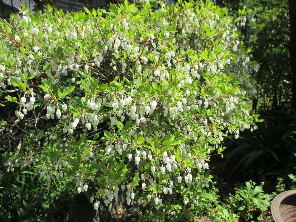 '23.4 .9　234番館③ドウダンツツジ.JPG