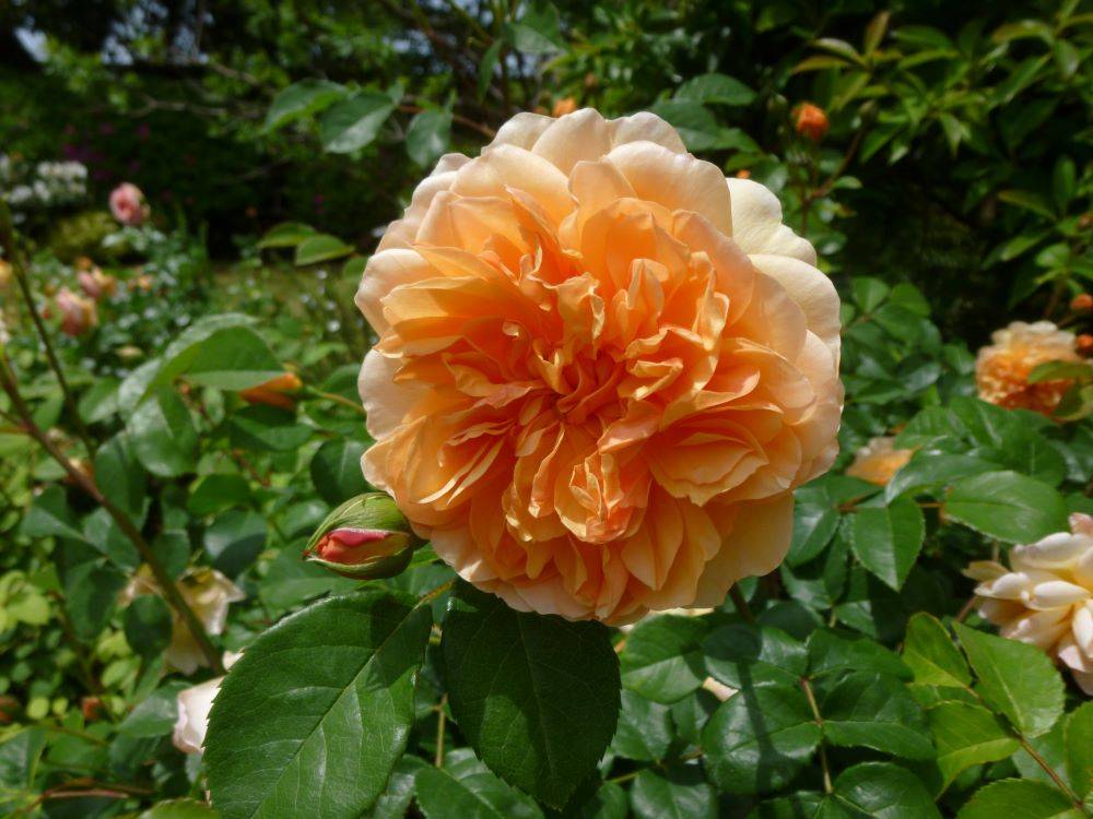 0429 ポートサンライト(イギリス館)-4.JPG