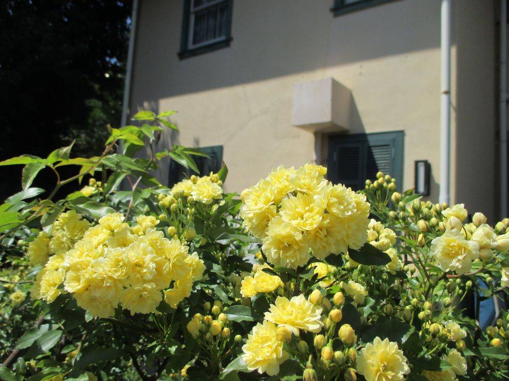 '23.4 .9　234番館②モッコウバラ.JPG