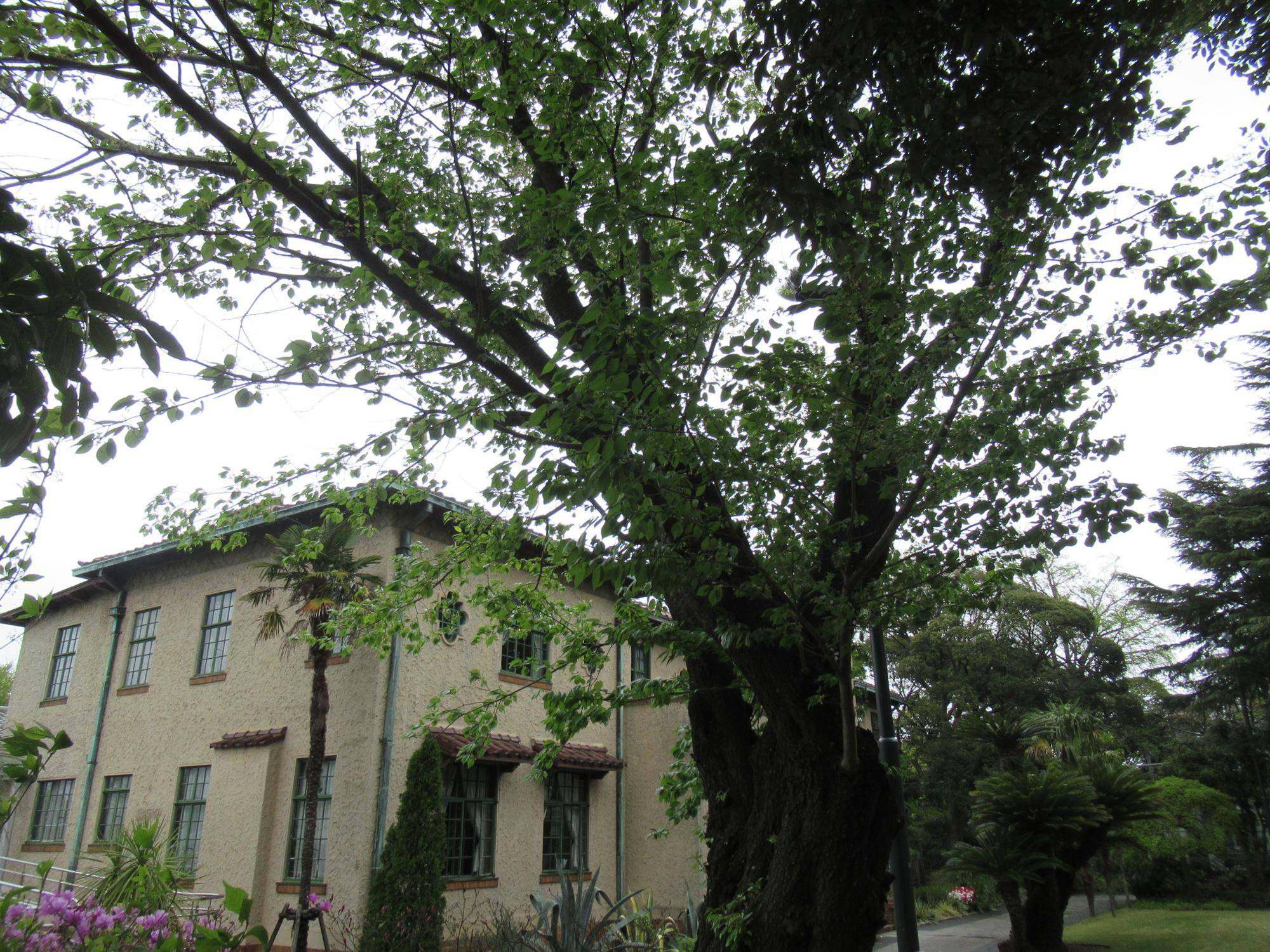 0407【ベーリック】 オオシマザクラ.JPG