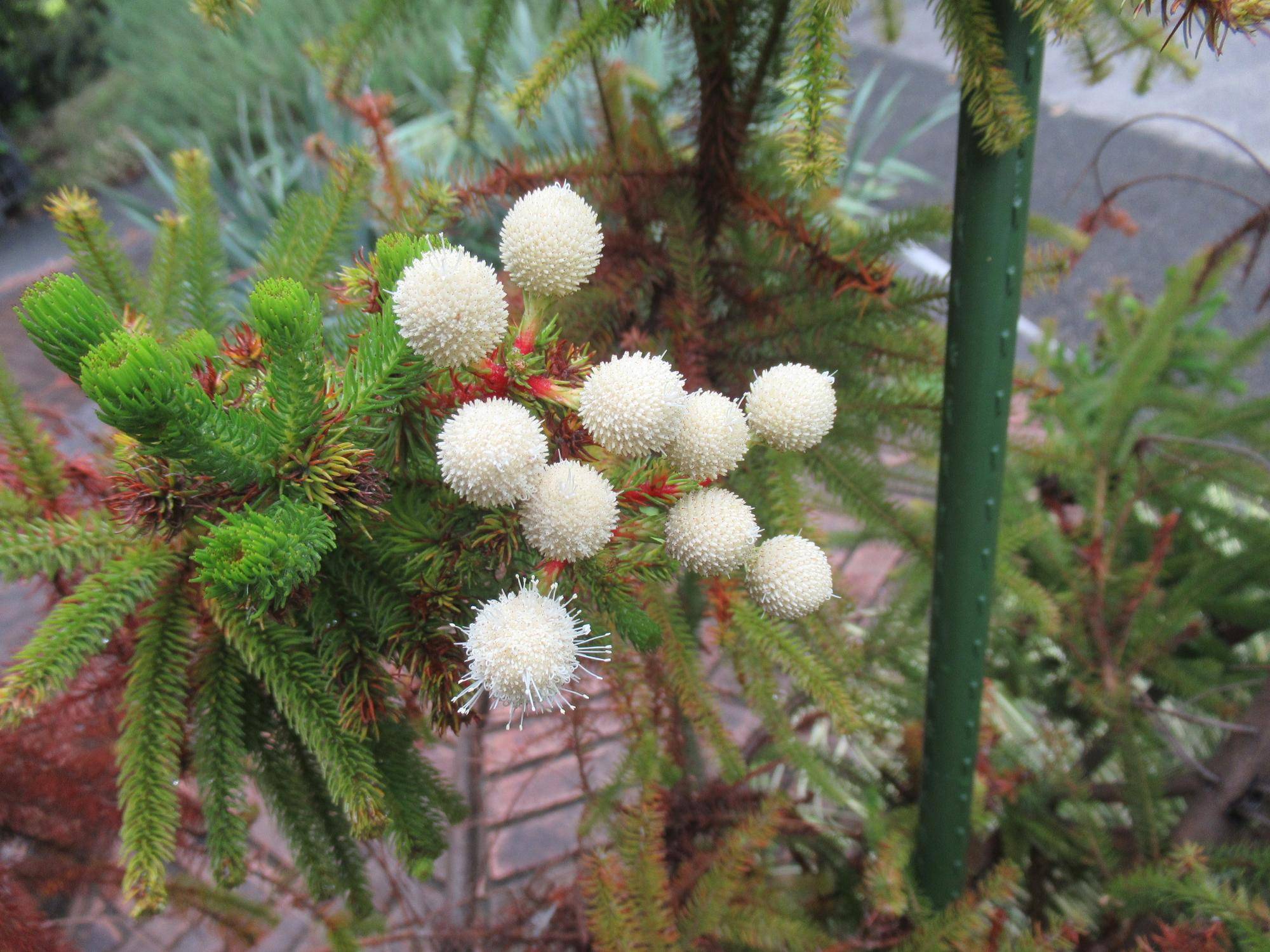 0416 バーゼリア.JPG