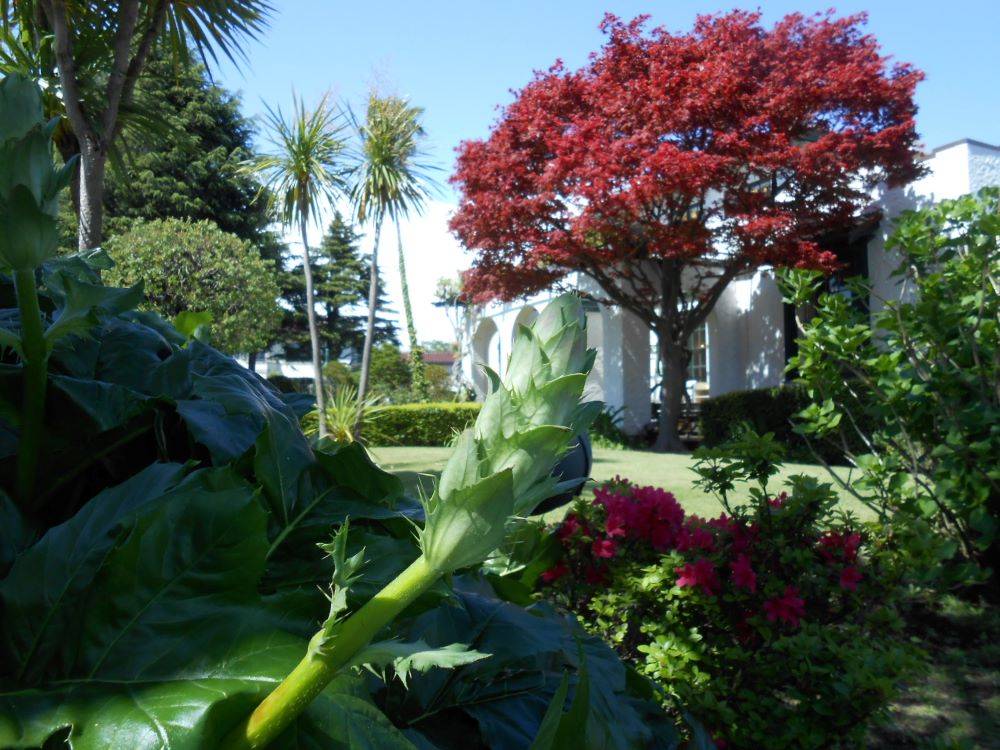 R5-4月16日アカンサス(111番館) (1).JPG