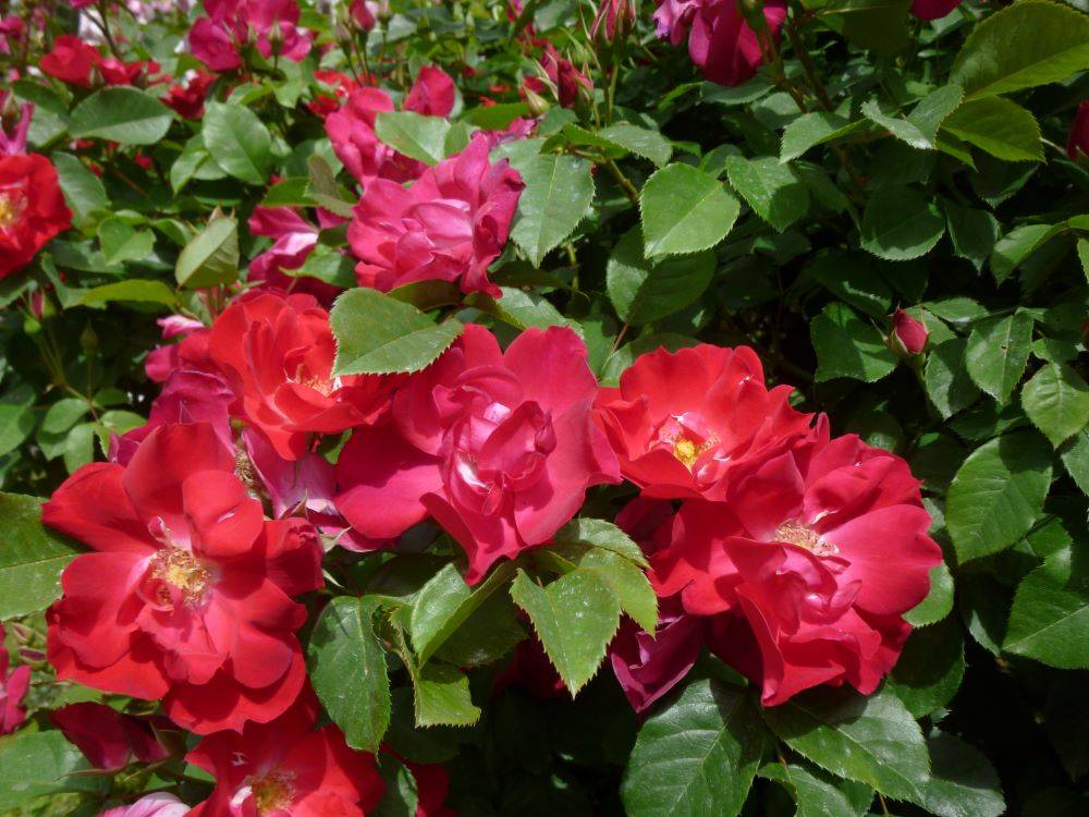 0429 フャッショニスタ(イギリス館)-3.JPG