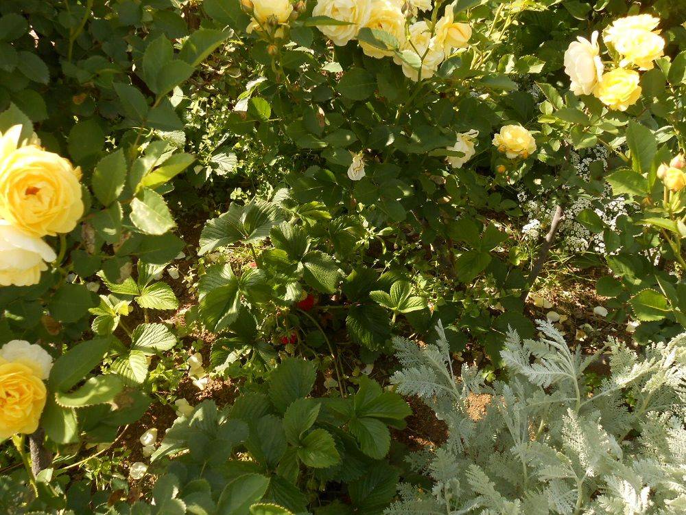 20230429山手111番館前庭ワイルドストロベリー (2) (002).jpg