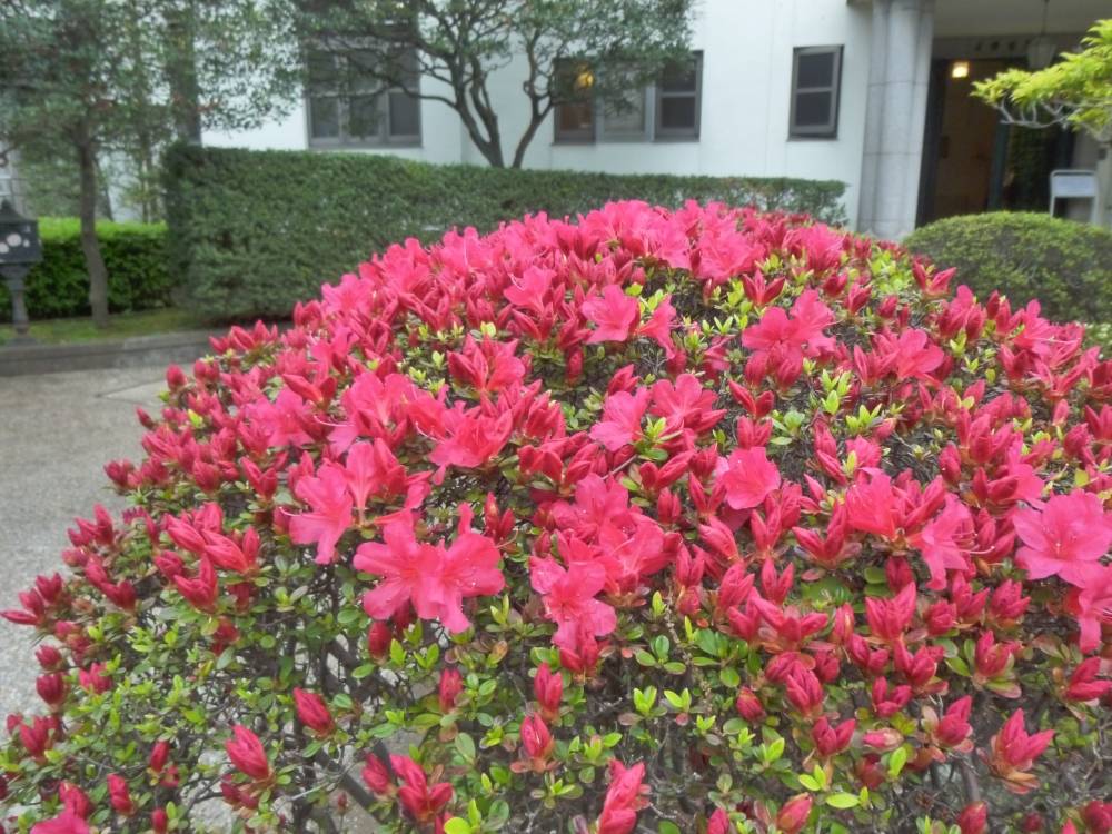 ②0408-ロータリーのツツジ(イギリス館).jpg