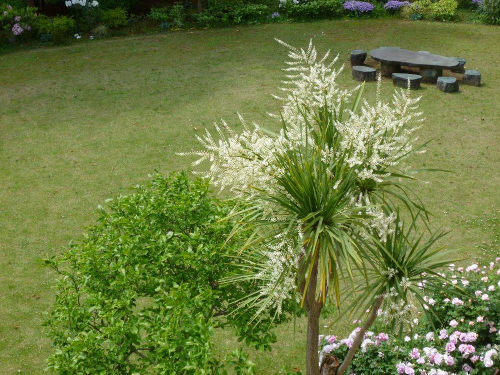 0429 中庭のドラセナ(イギリス館).JPG