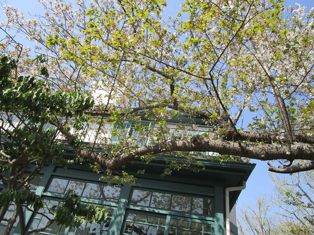 さくら2.JPG
